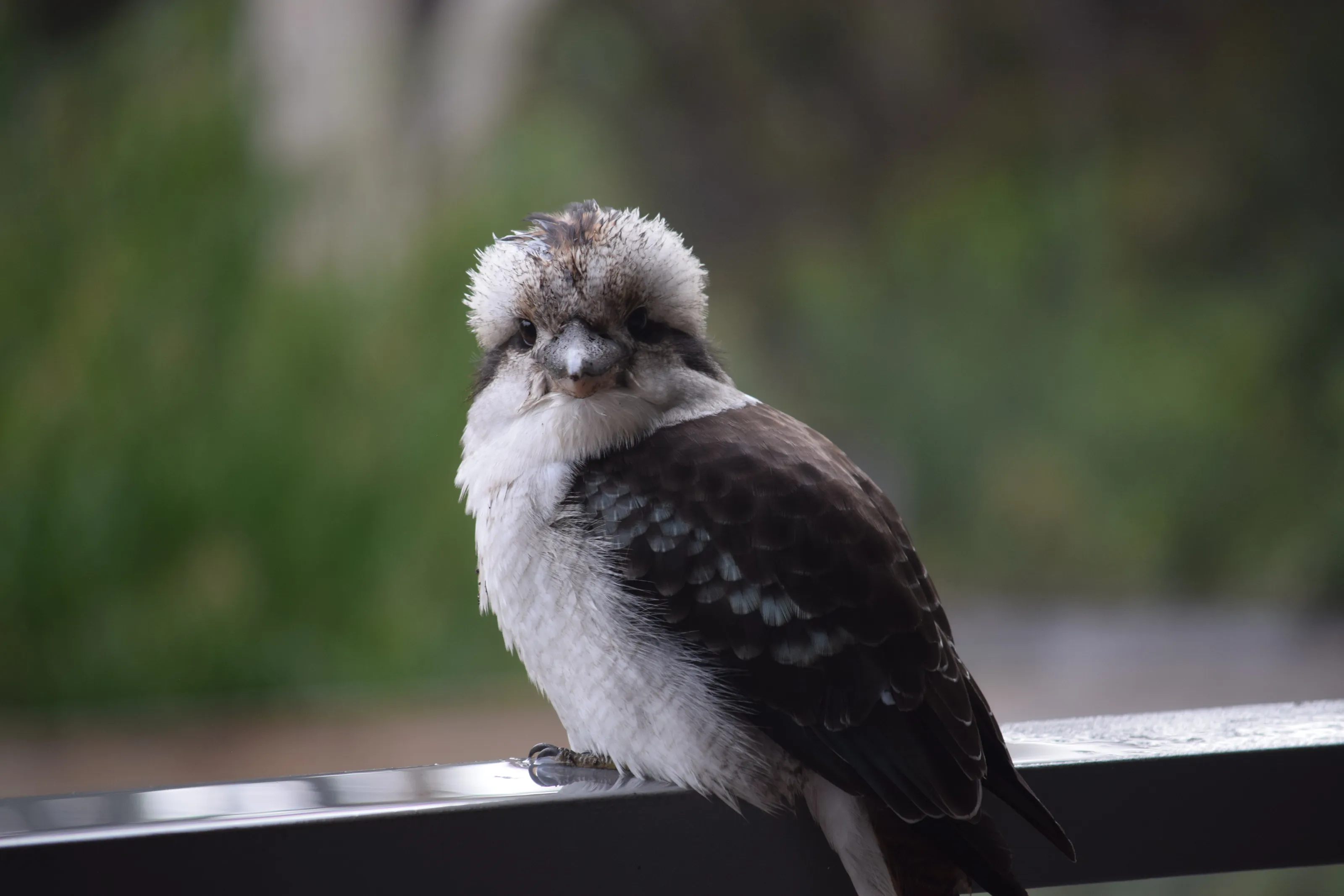 Kookaburra