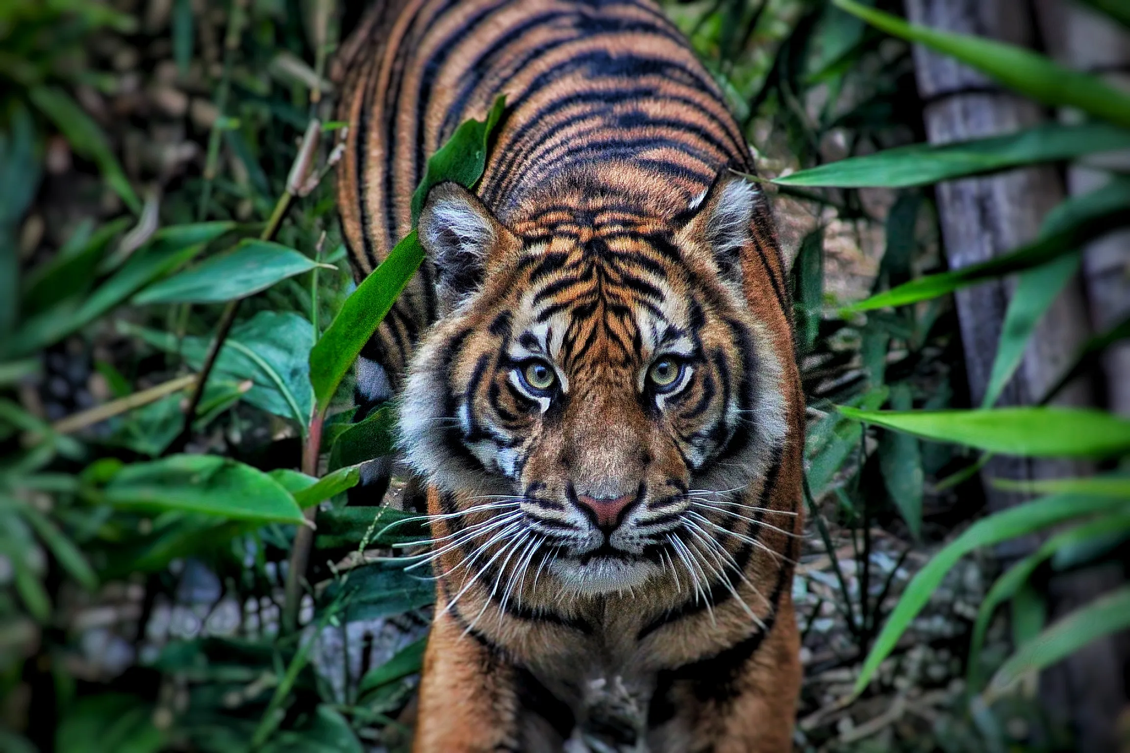 Lions and Tigers (in colour)