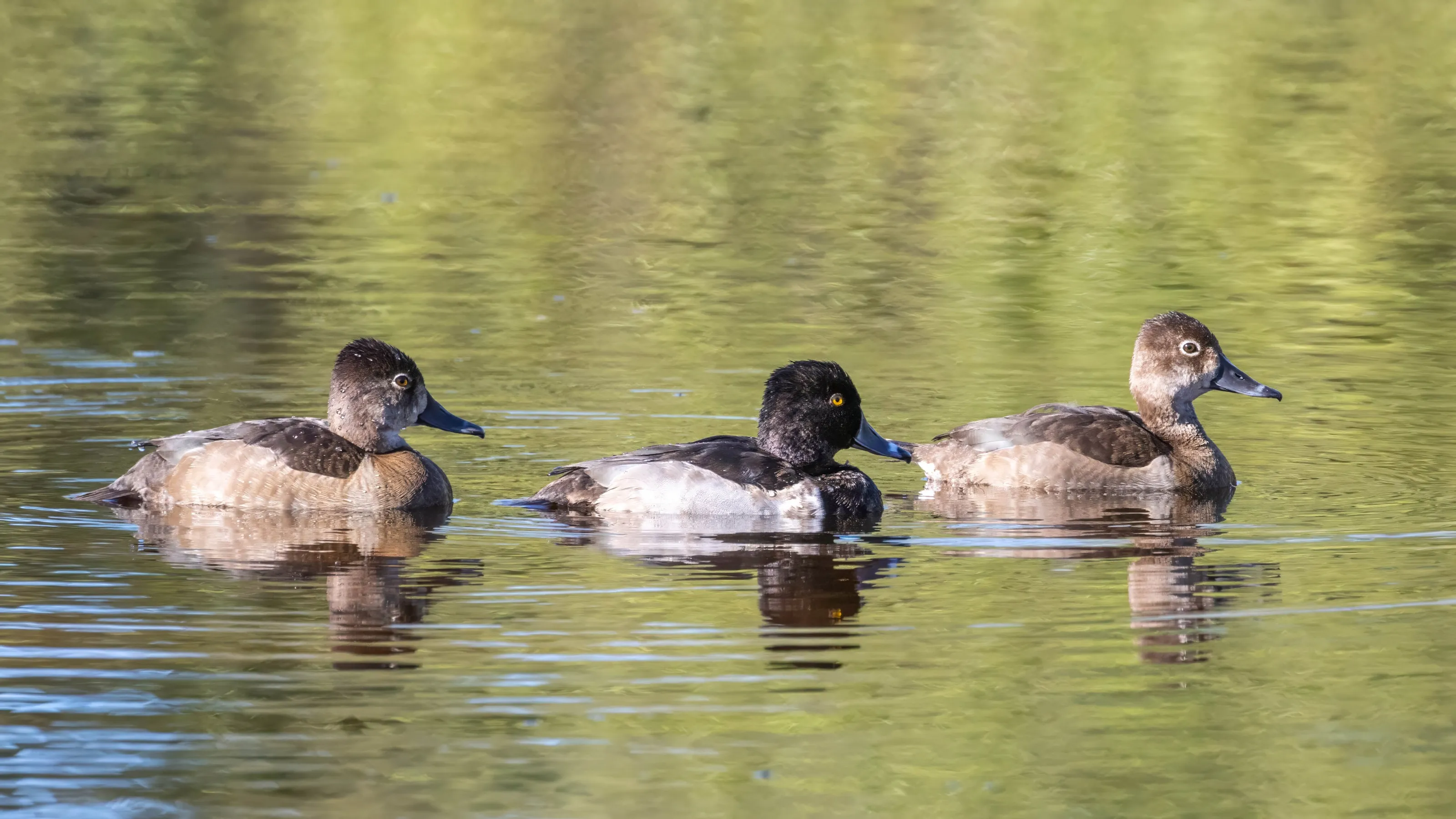 Birds of the Same Species that Look Different