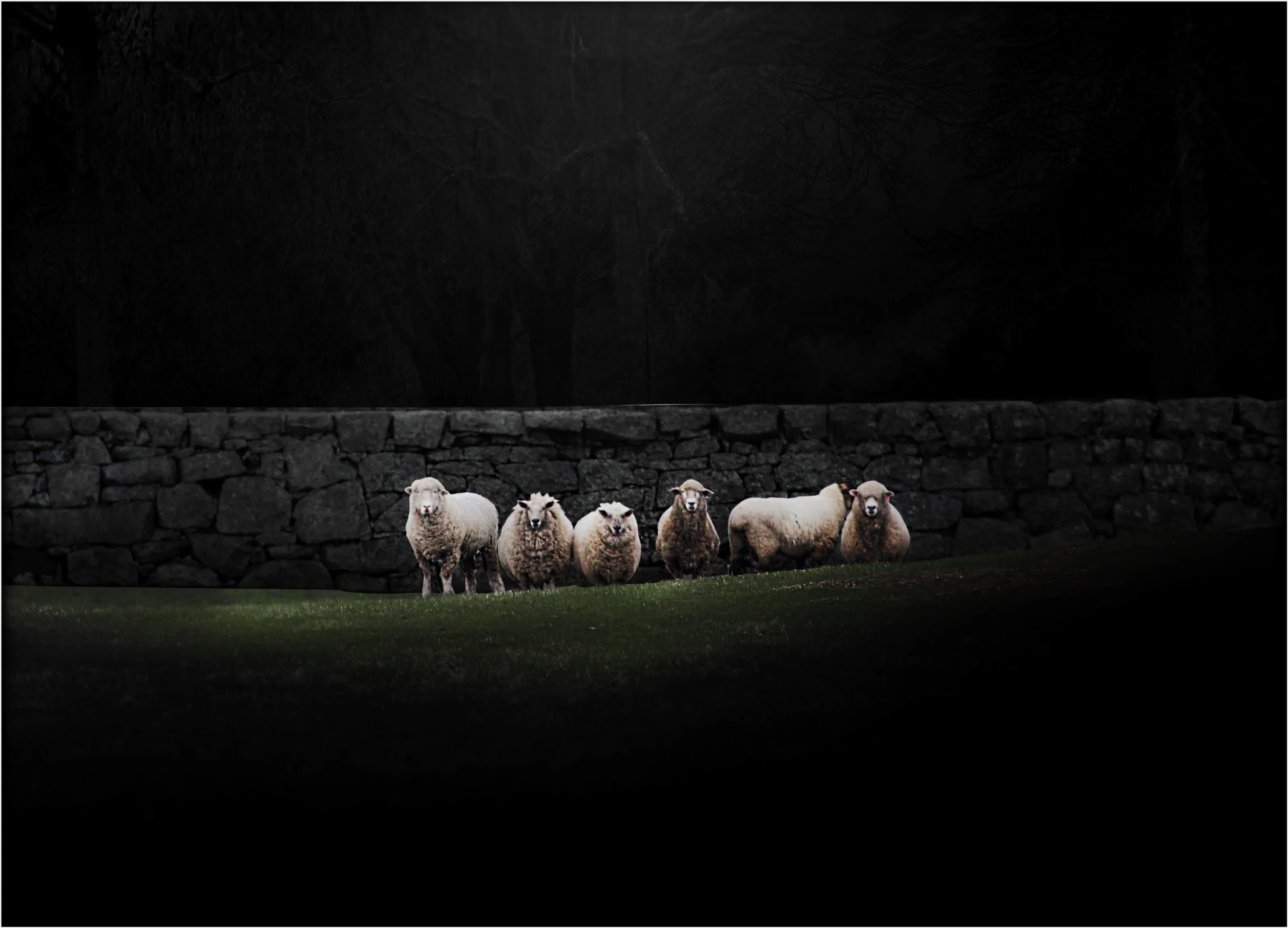 Sheep