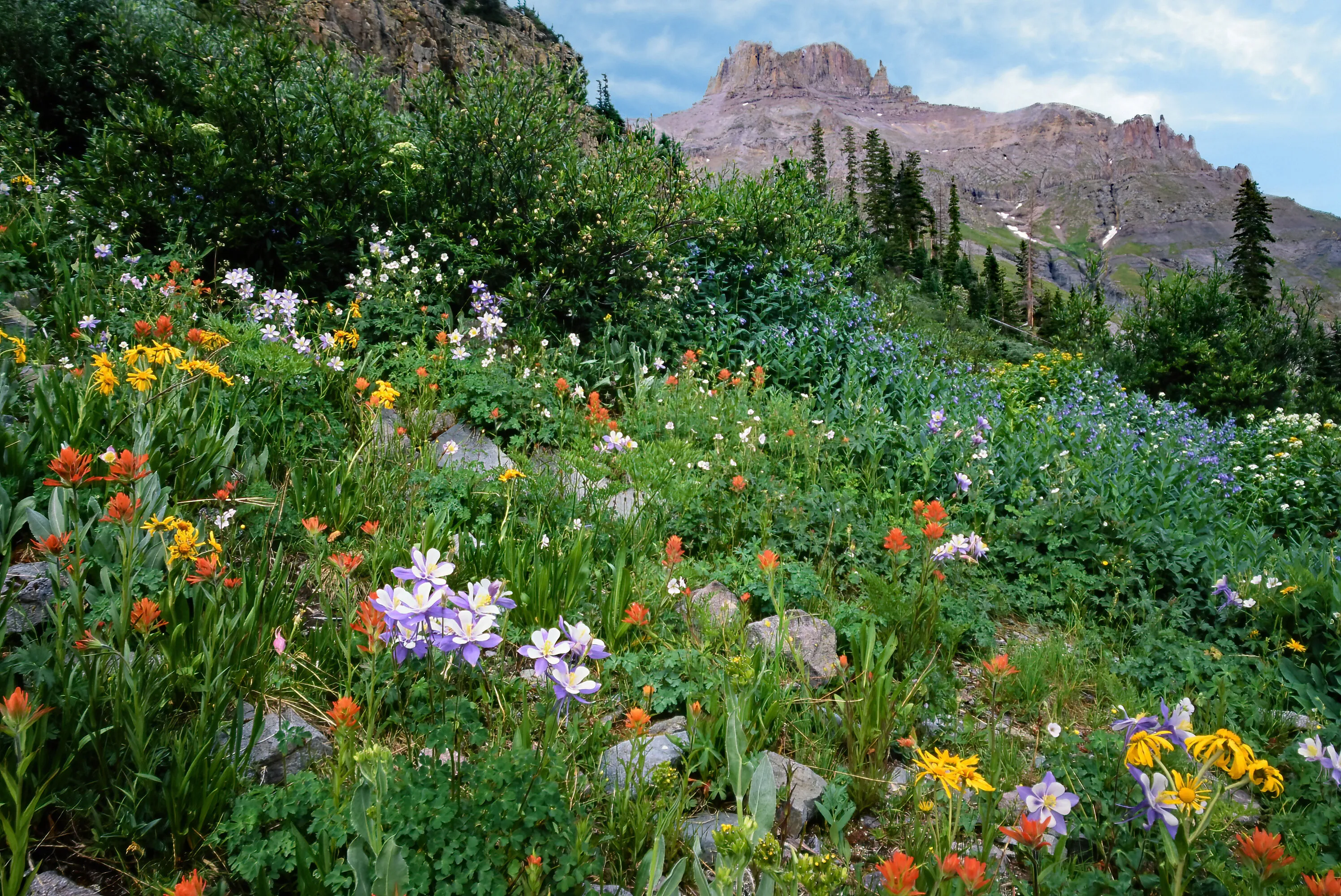 Wildflowers Where They Grow (in colour)