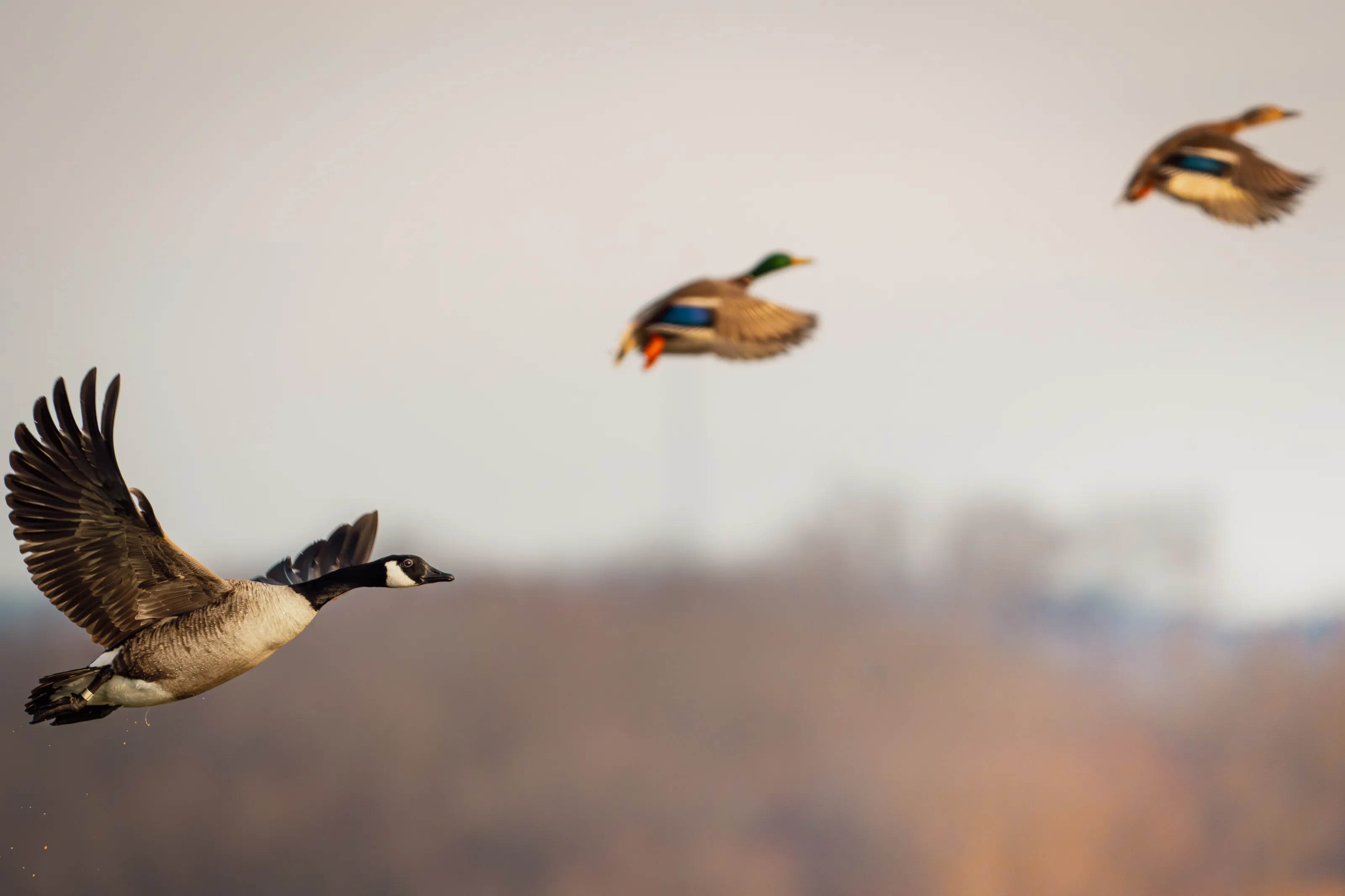 Duck, Duck, Goose.