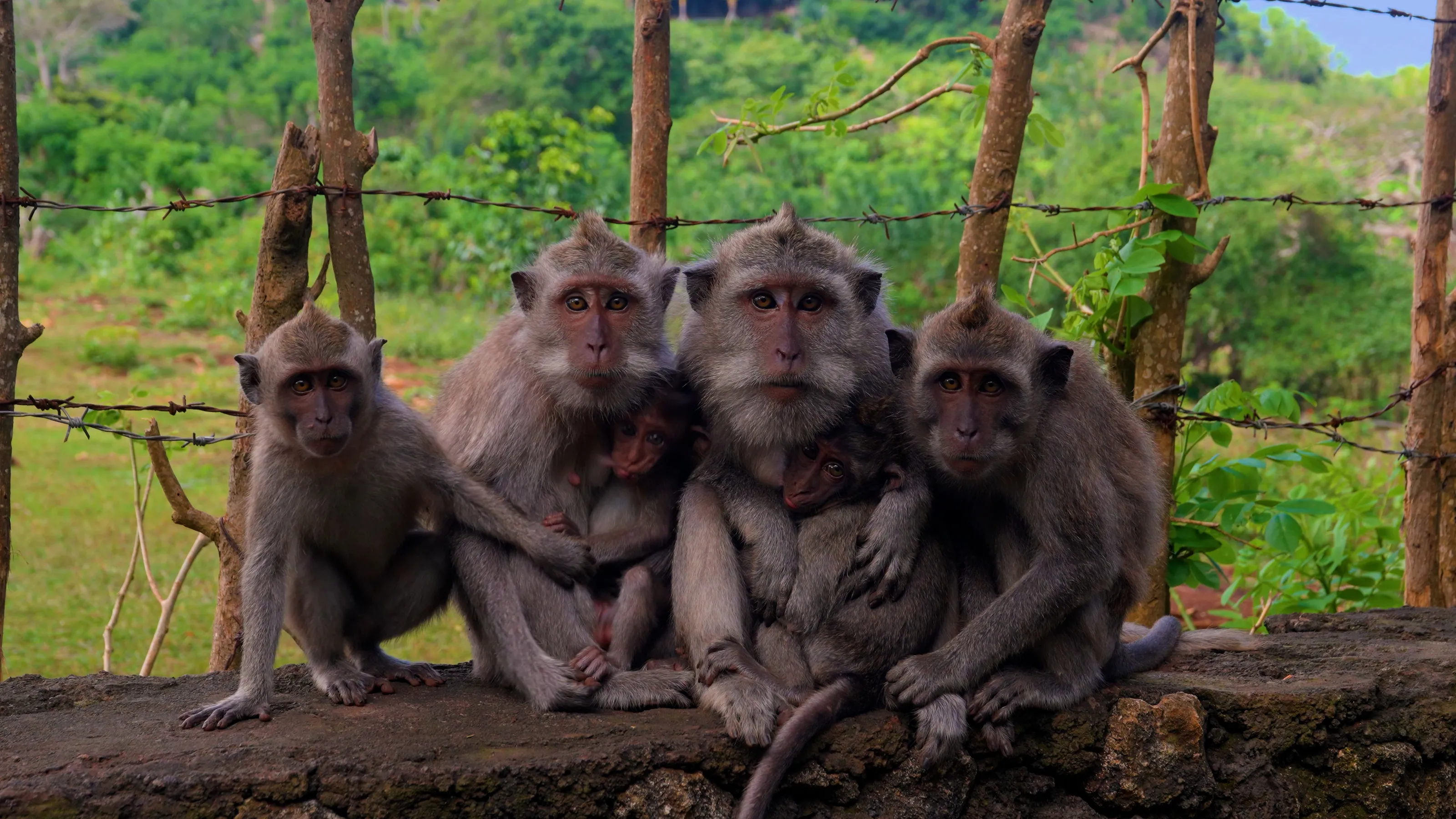 Macaque family