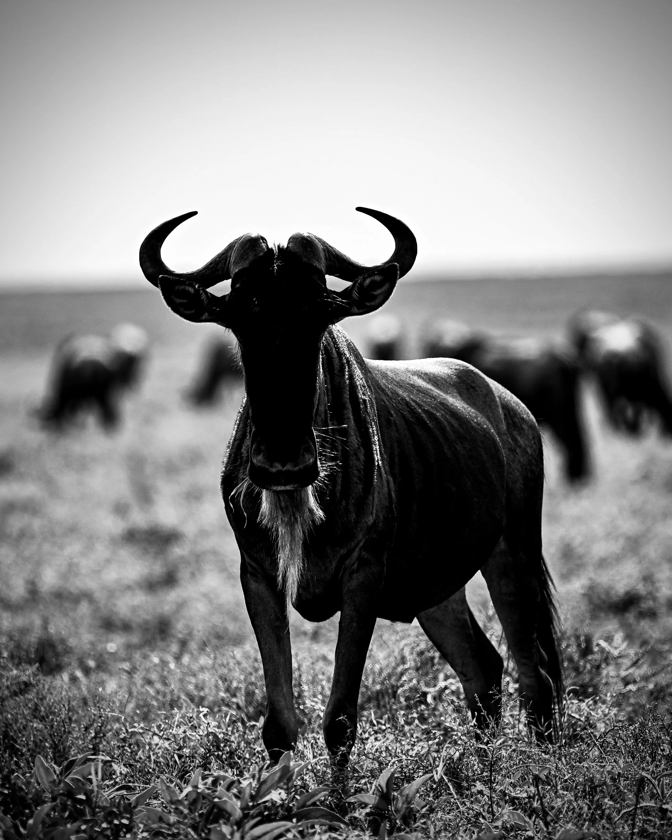 A bold entry to Serengeti National Park