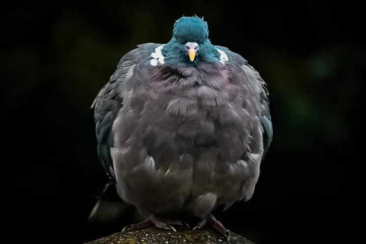 Fluffy (In colour)