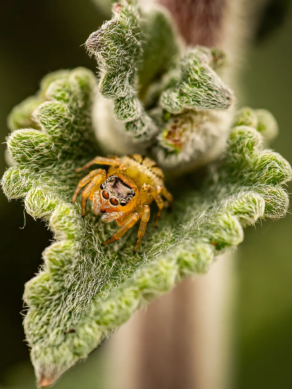 Welcome to my Leaf