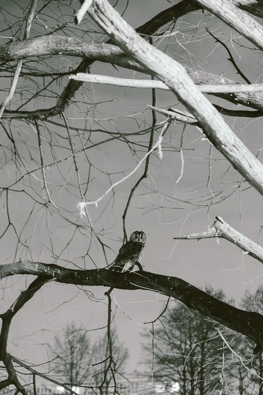 The Watcher