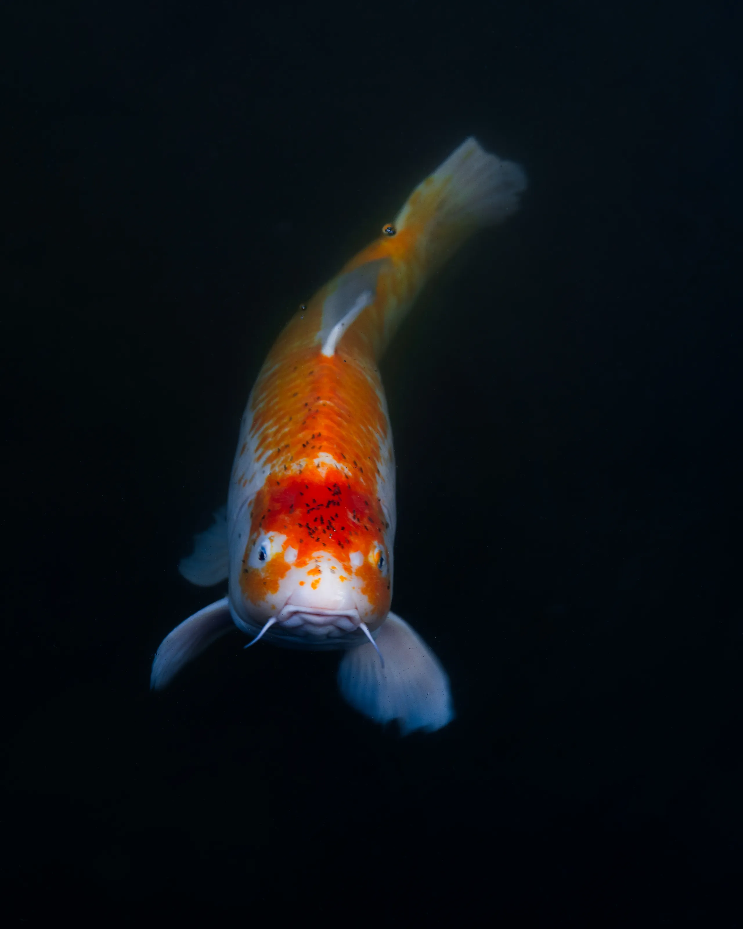 Koi