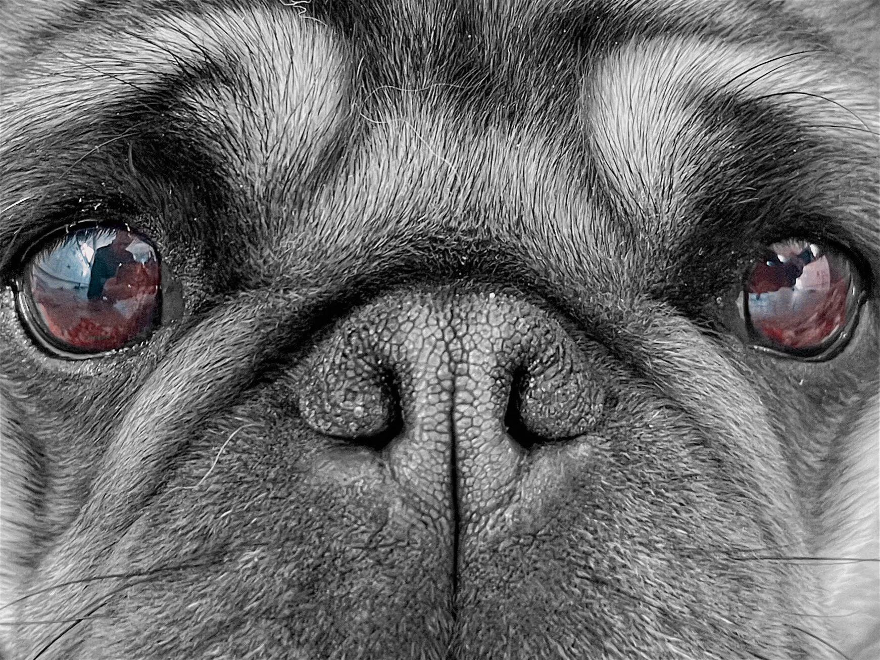 The Eyes and Nose Only