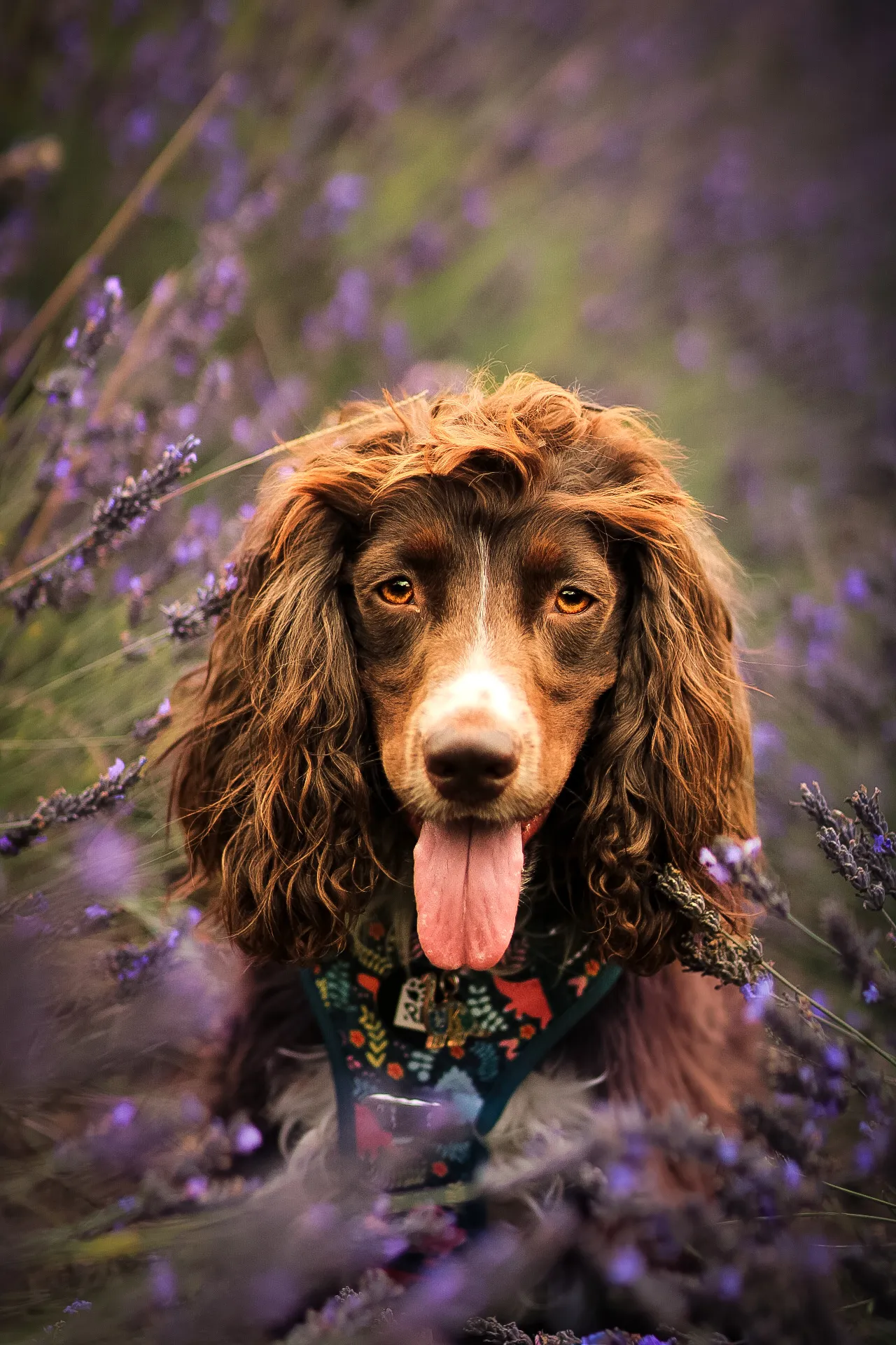 Lavender dreams