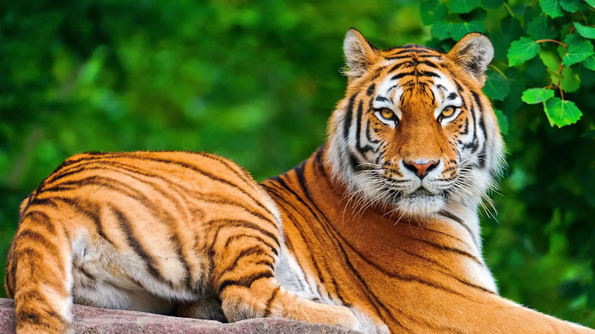 Tiger