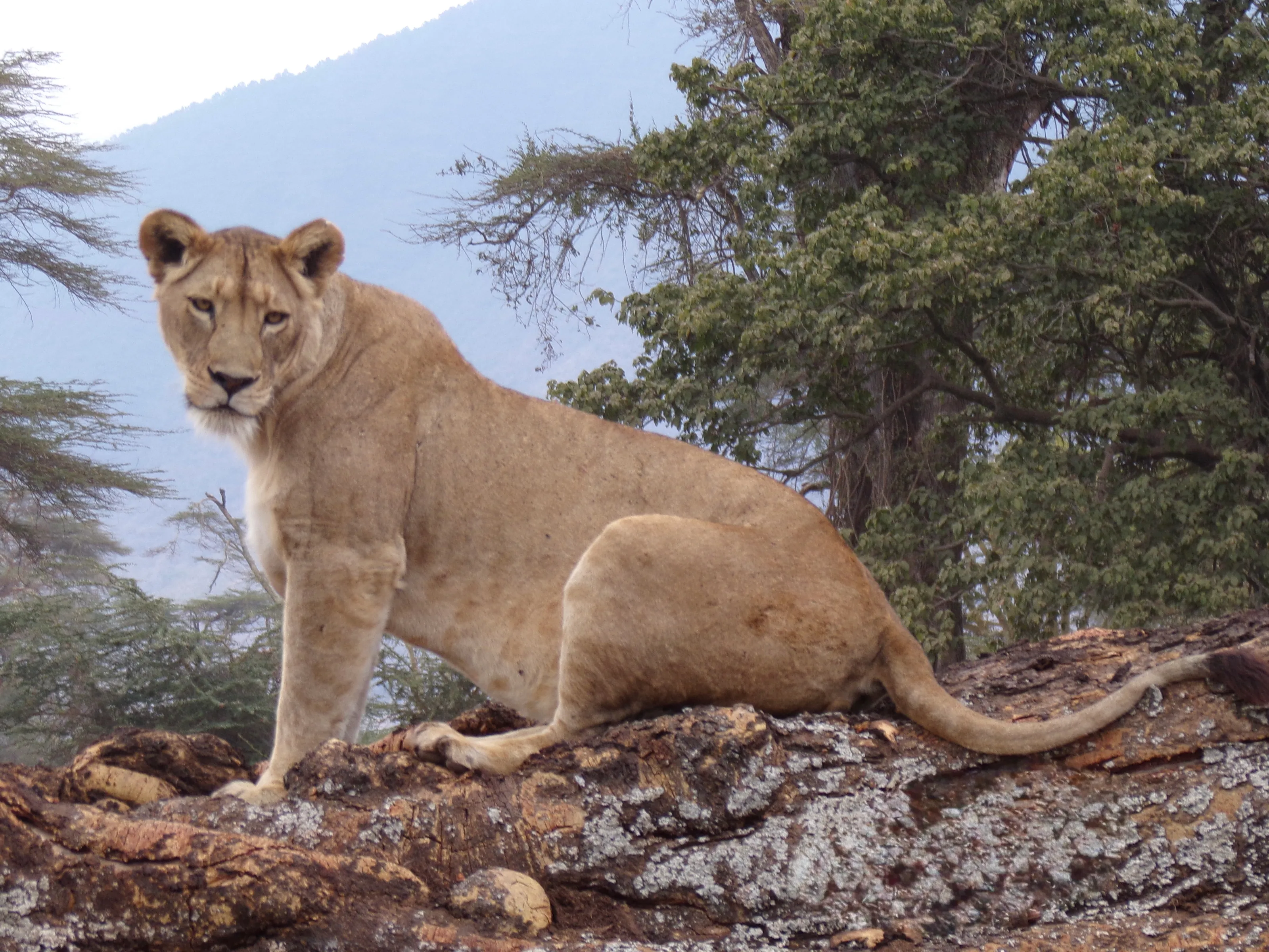 Protective Lionest