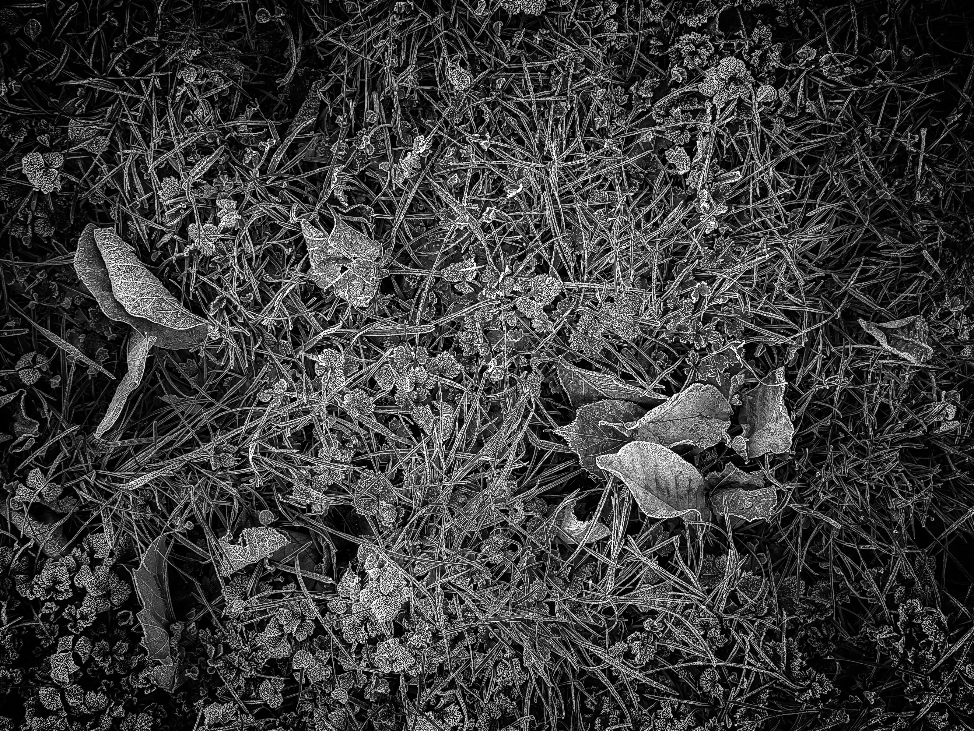 leaves and grass frosty bw