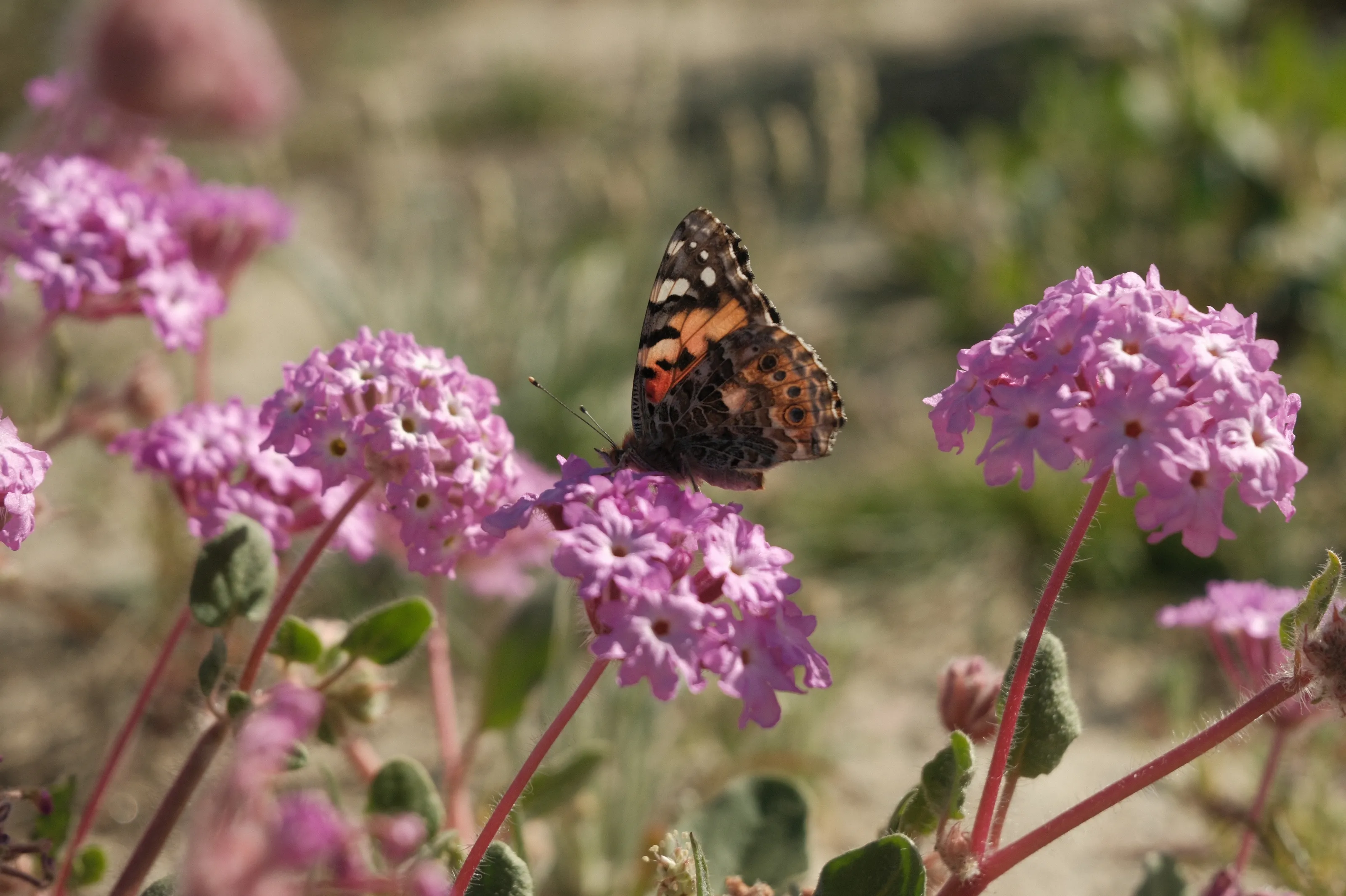Painted Lady