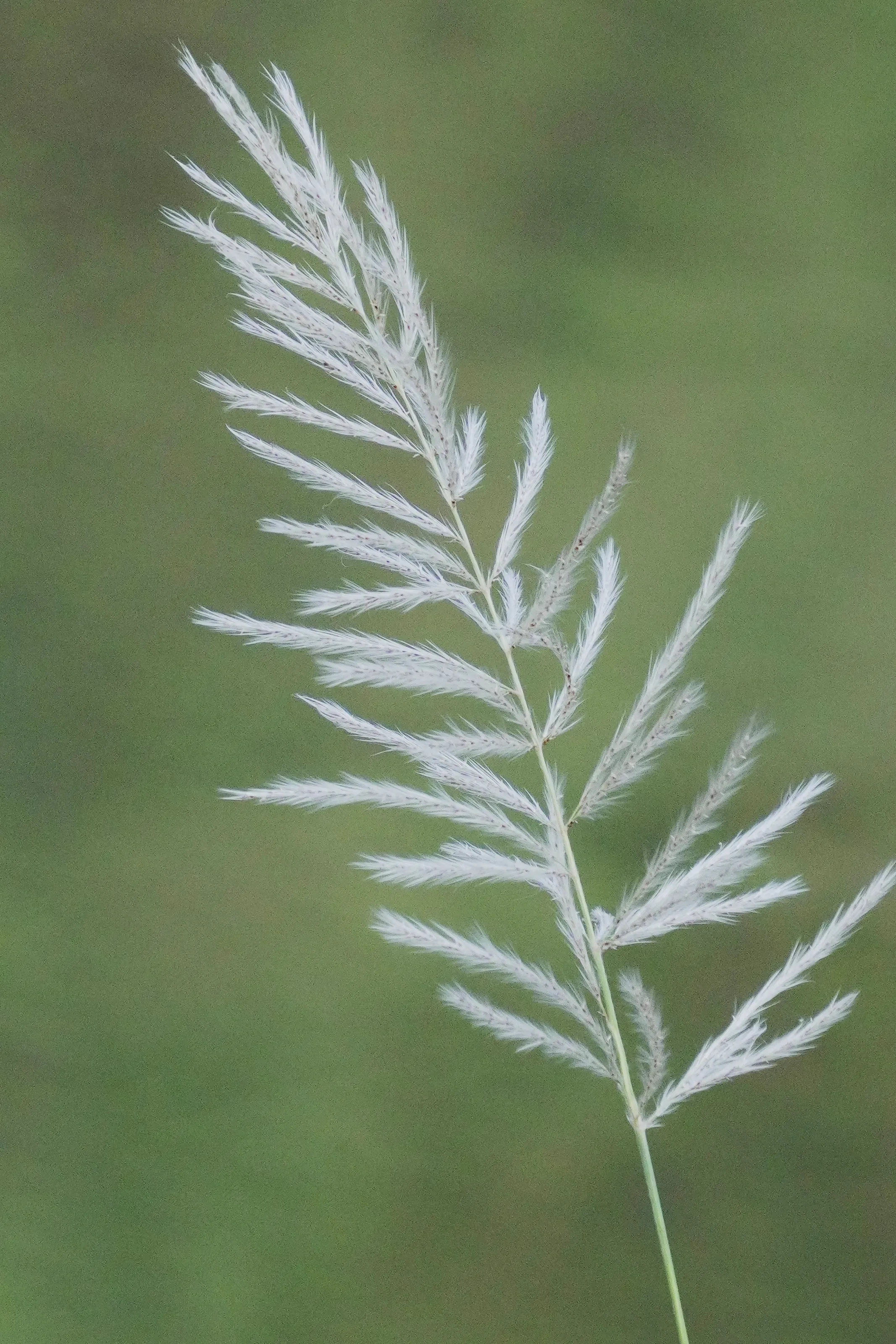 "Nature’s delicate paintbrush."