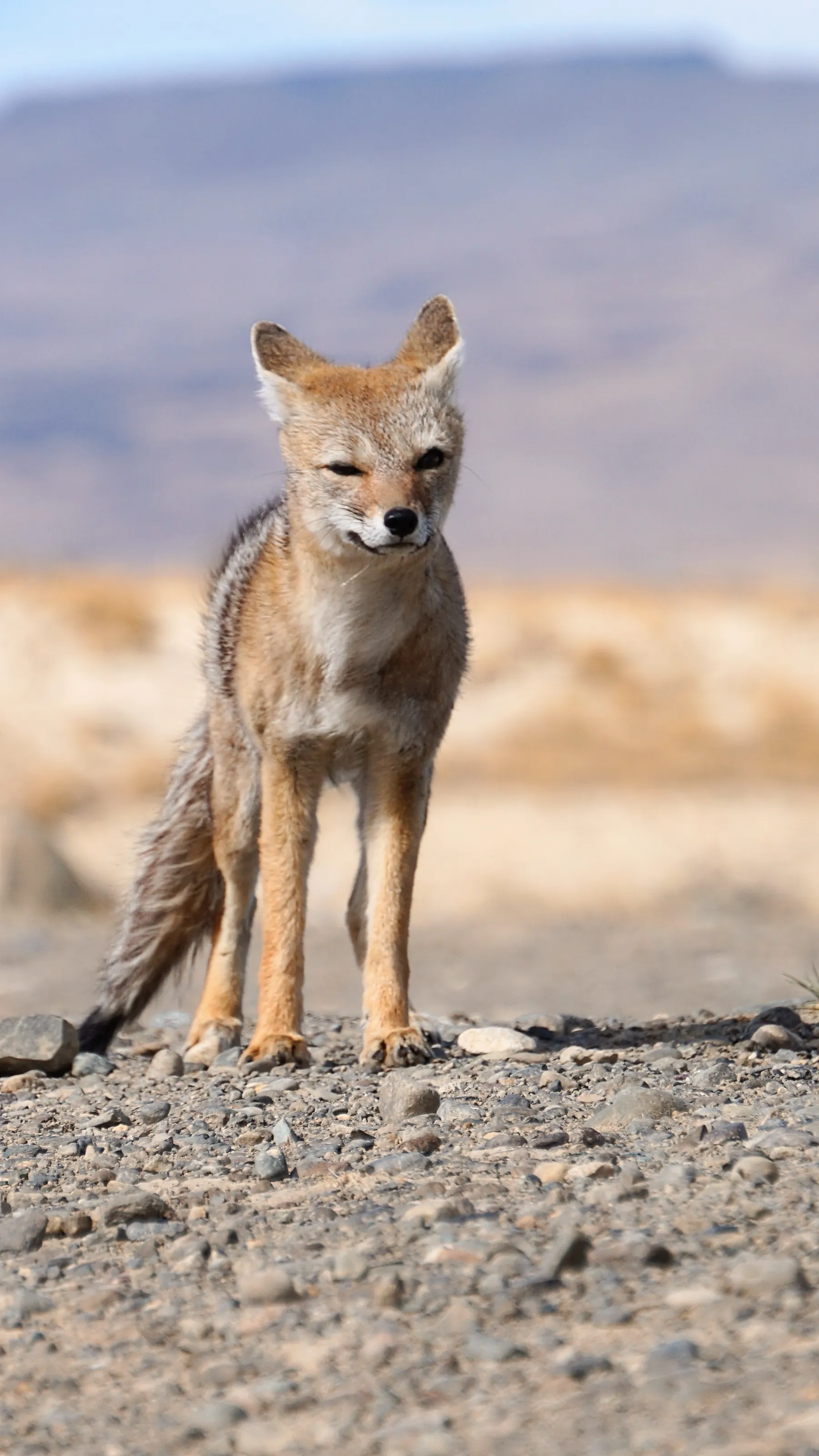 Patagonian Fox