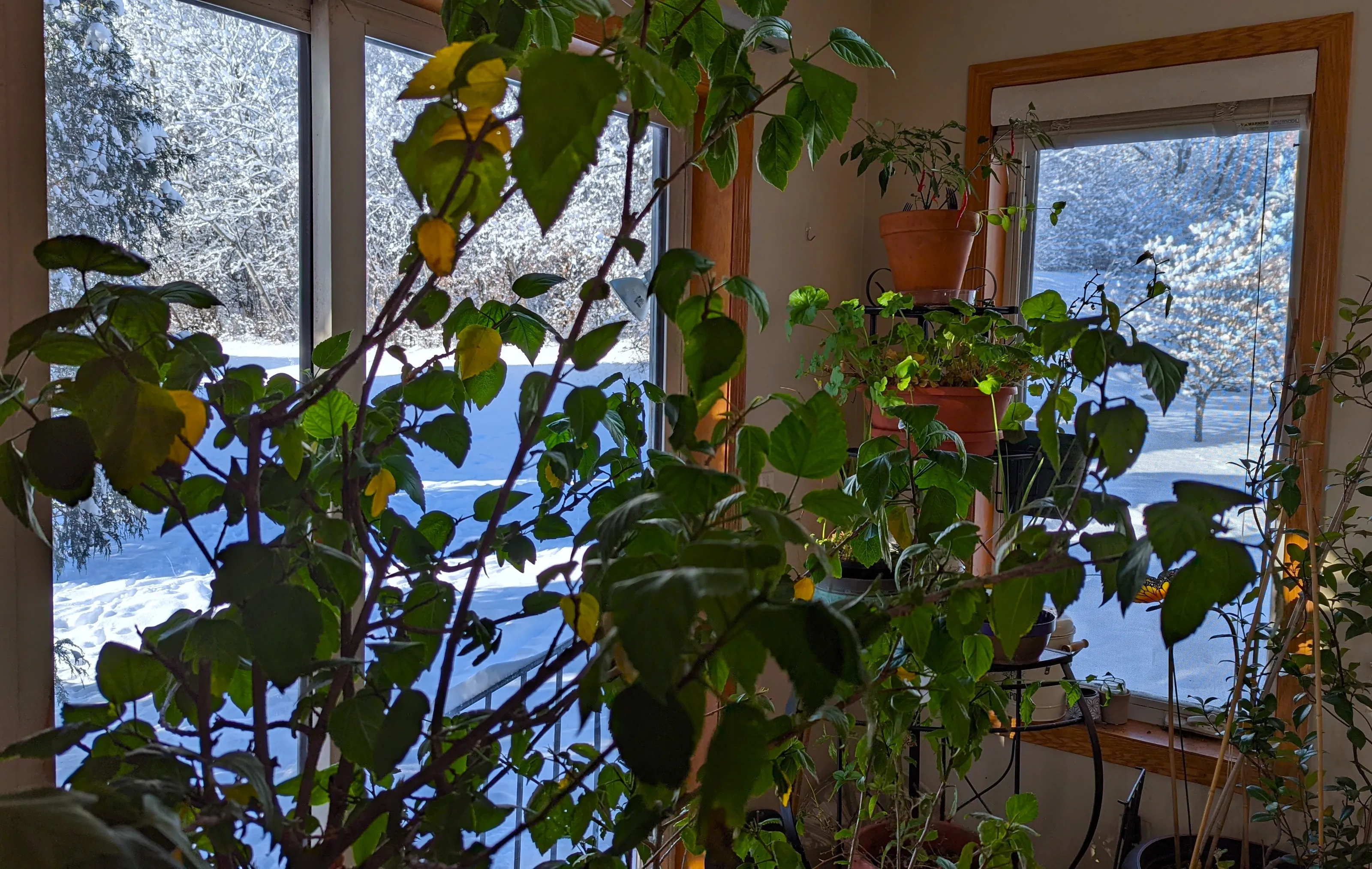 Indoor Gardens