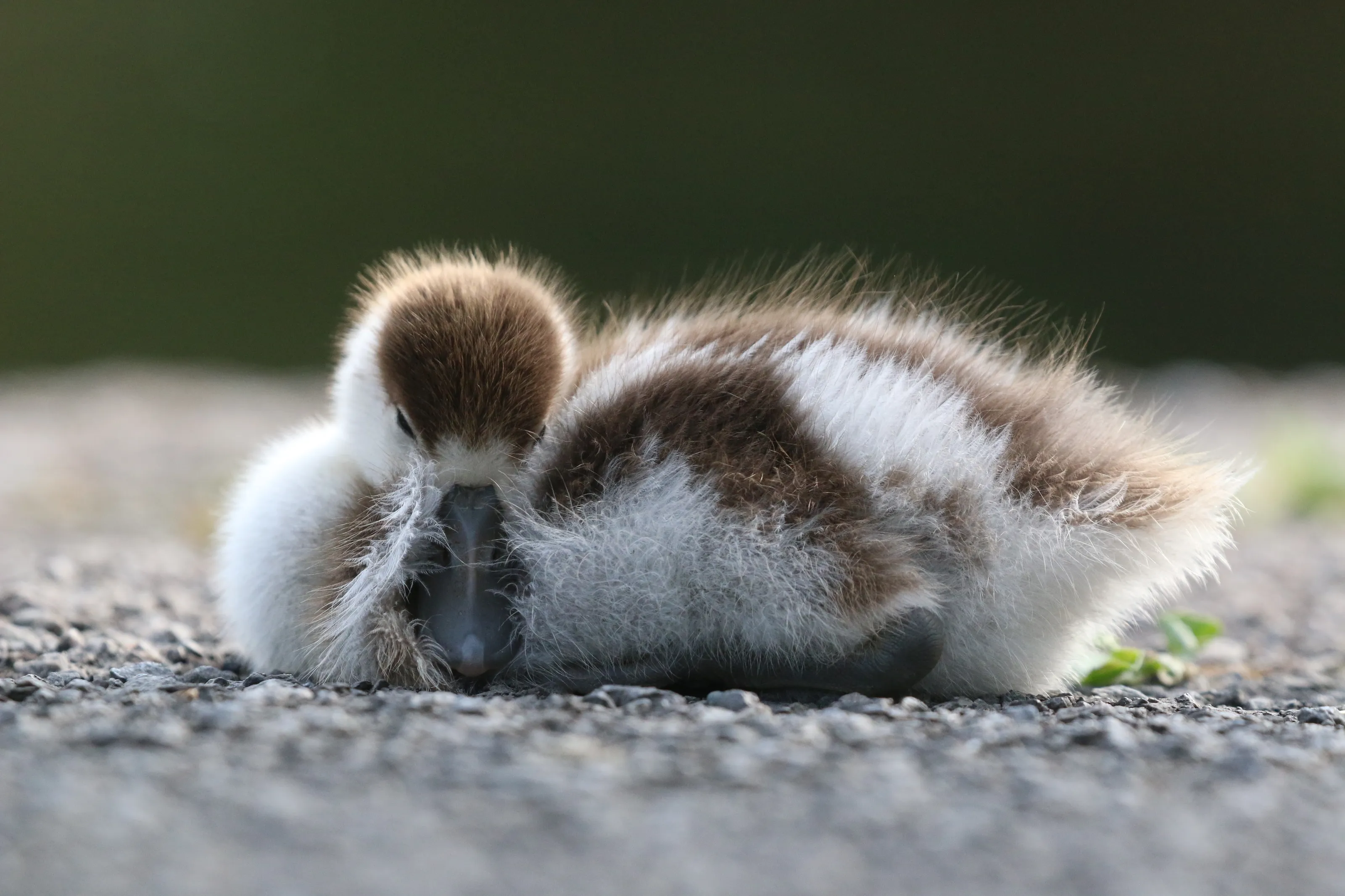 Sleeping duckling