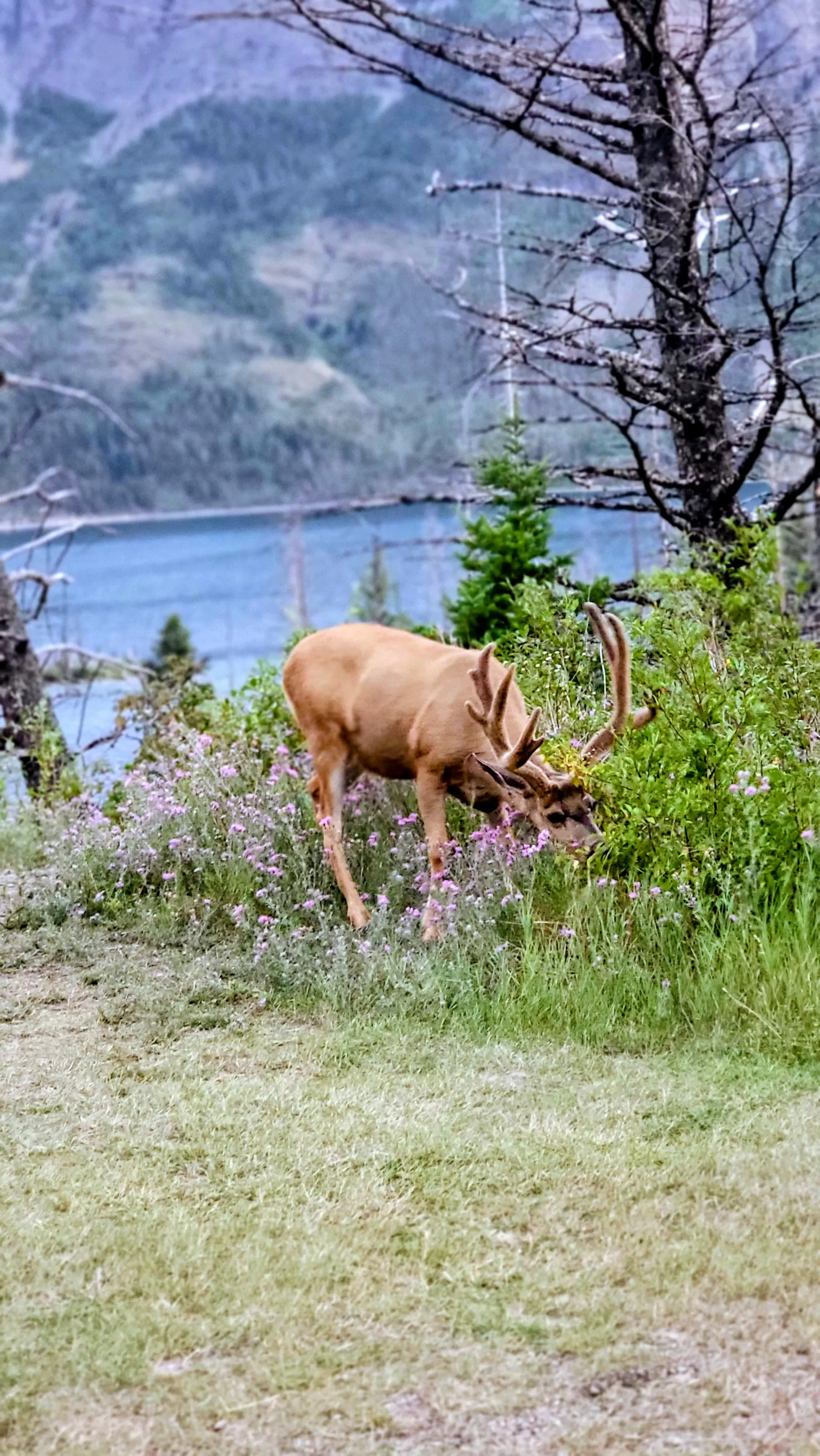 Grazing Deer