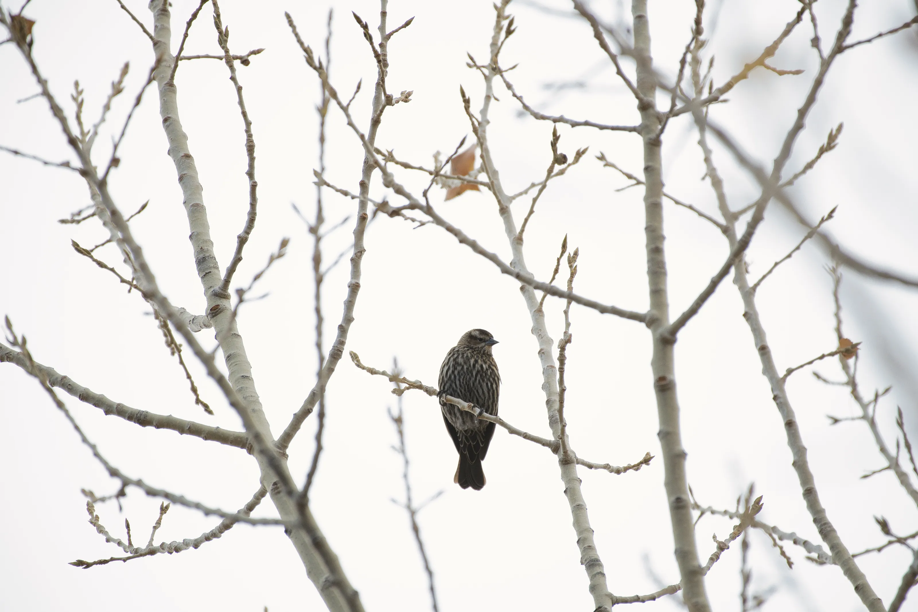 Female Cowbird sitting on a branch