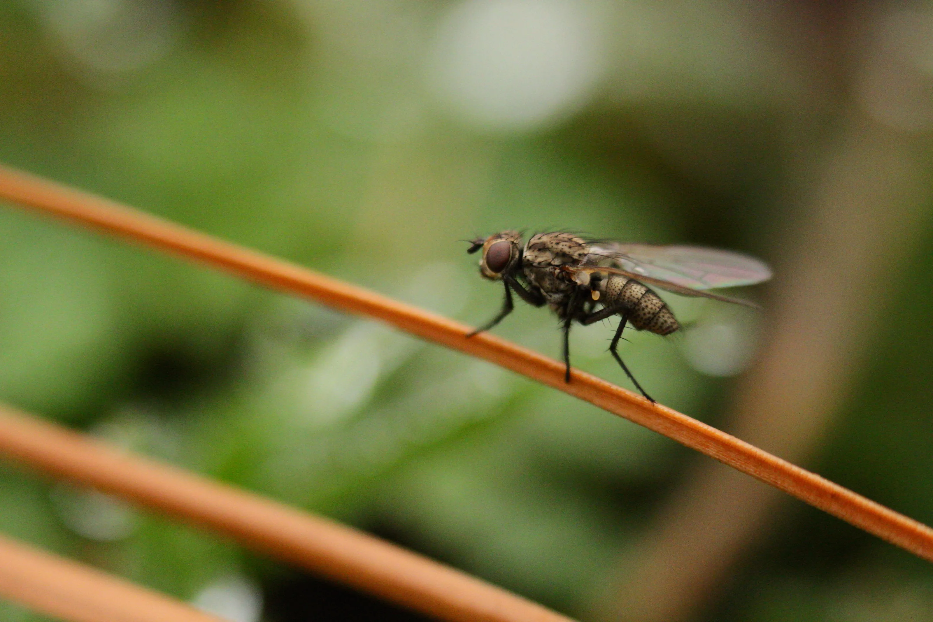The Wonderful World of The Fly