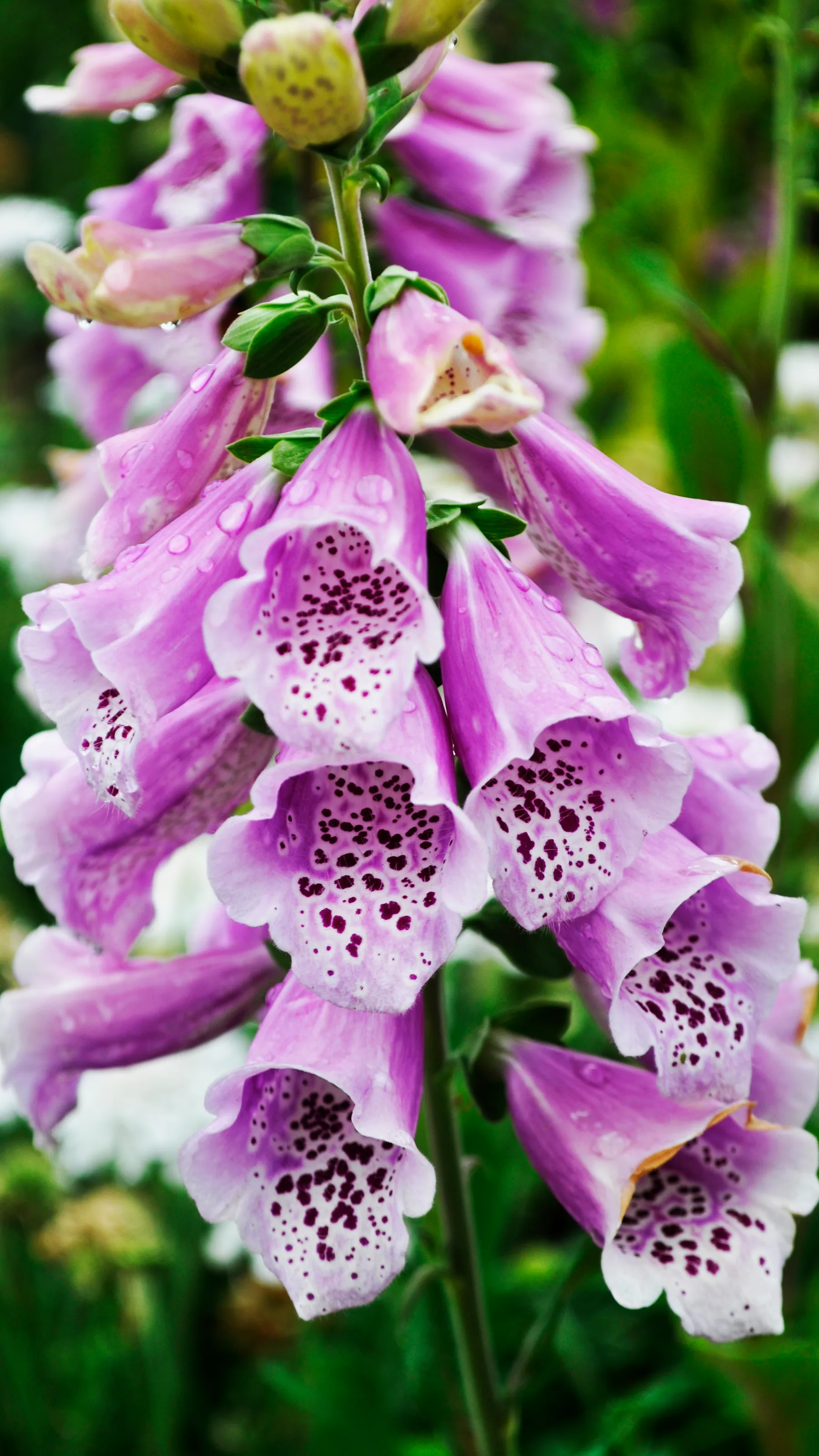 Whispers After the Rain
