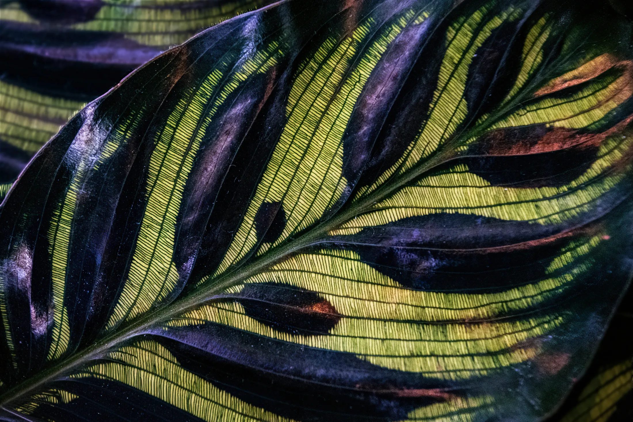 Peacock Plant