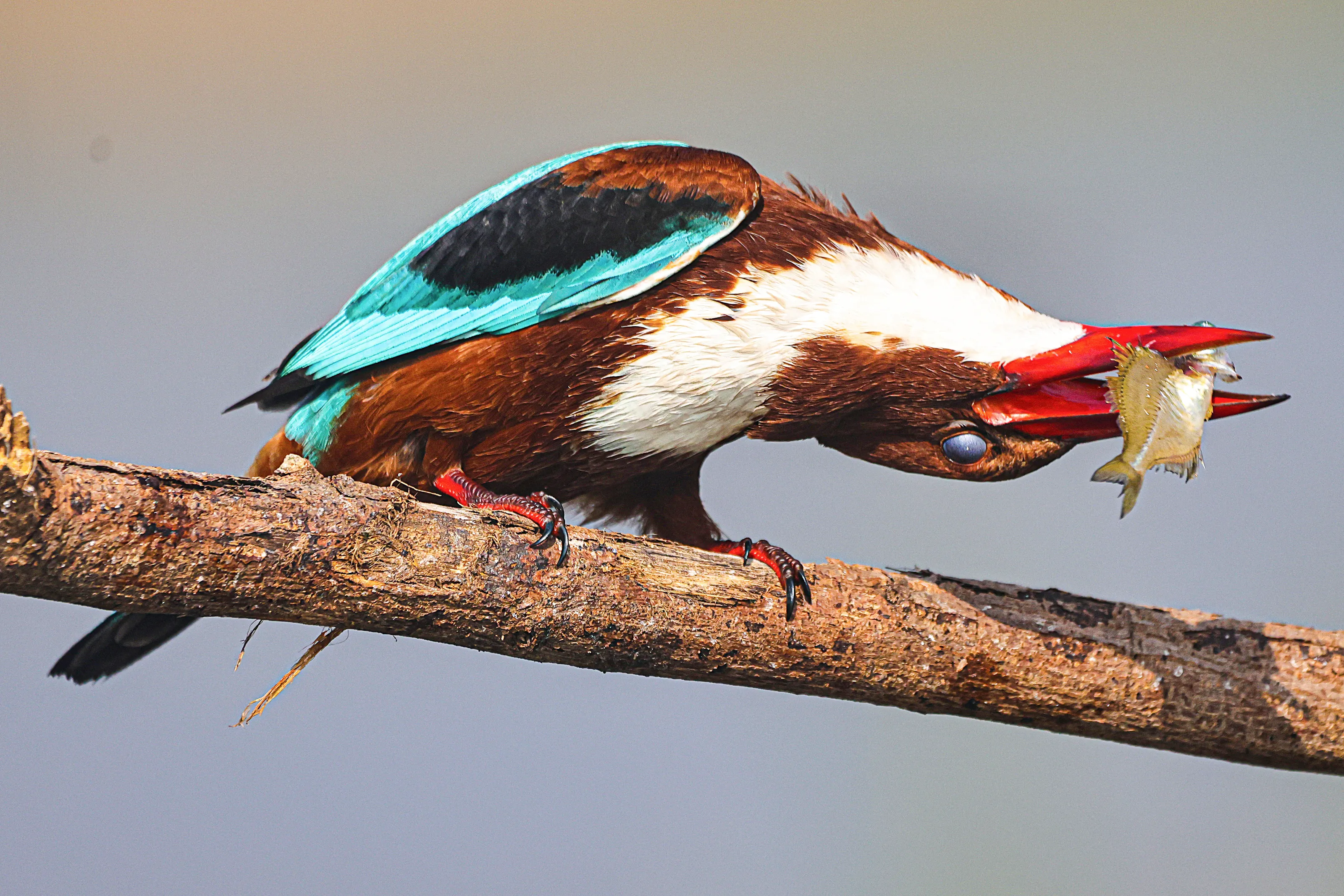 White-throated Kingfisher (Halcyon smyrnensis)