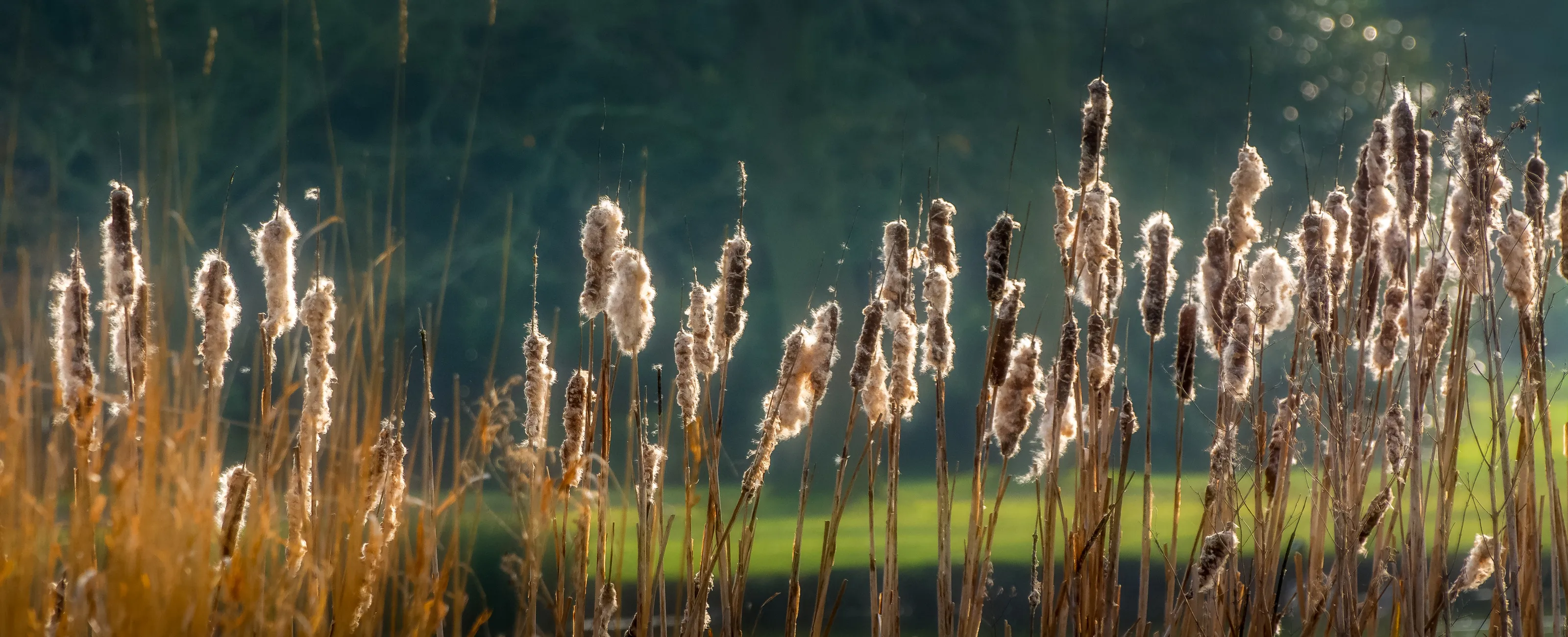 Bullrushes bursting and spreading their seeds.