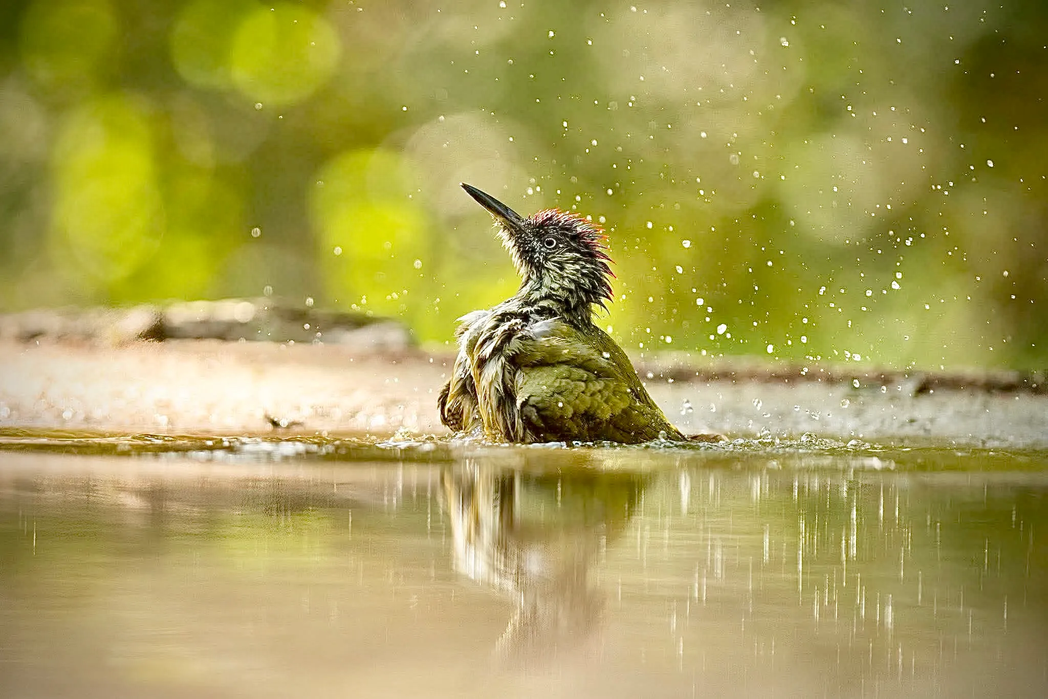 The Green Woodpecker