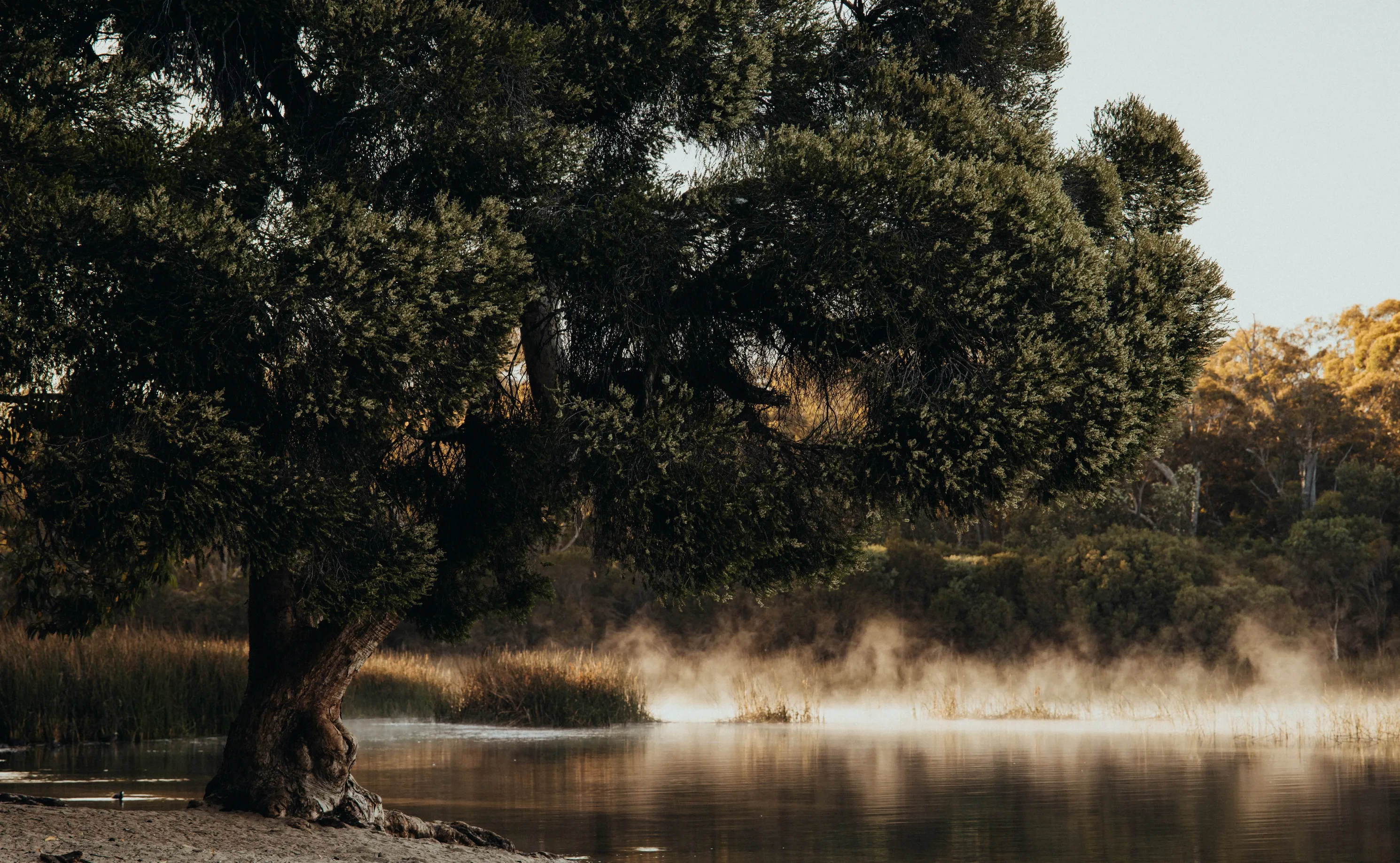 The Tree That Waits for Morning