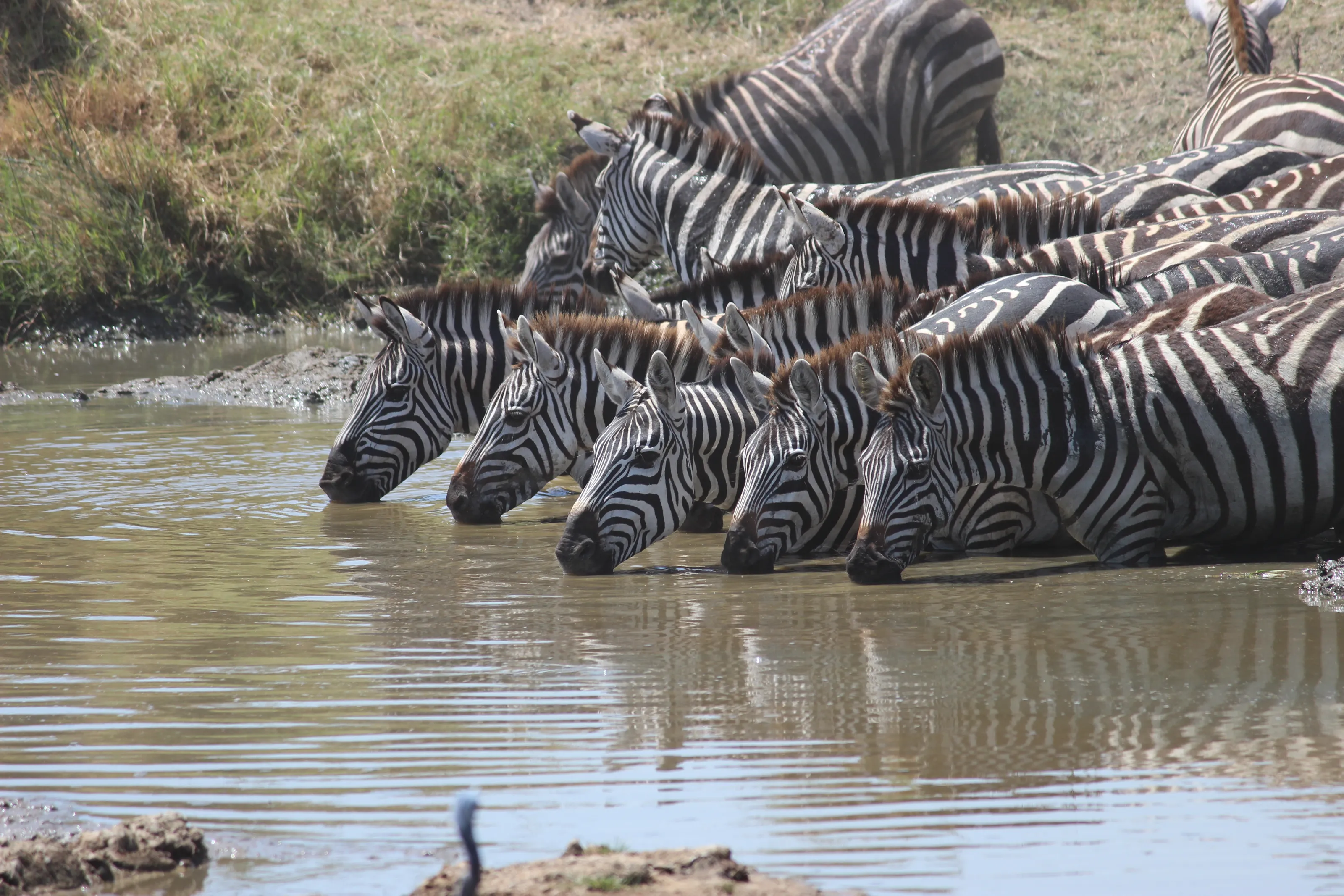 Zebras In a Watering Hole