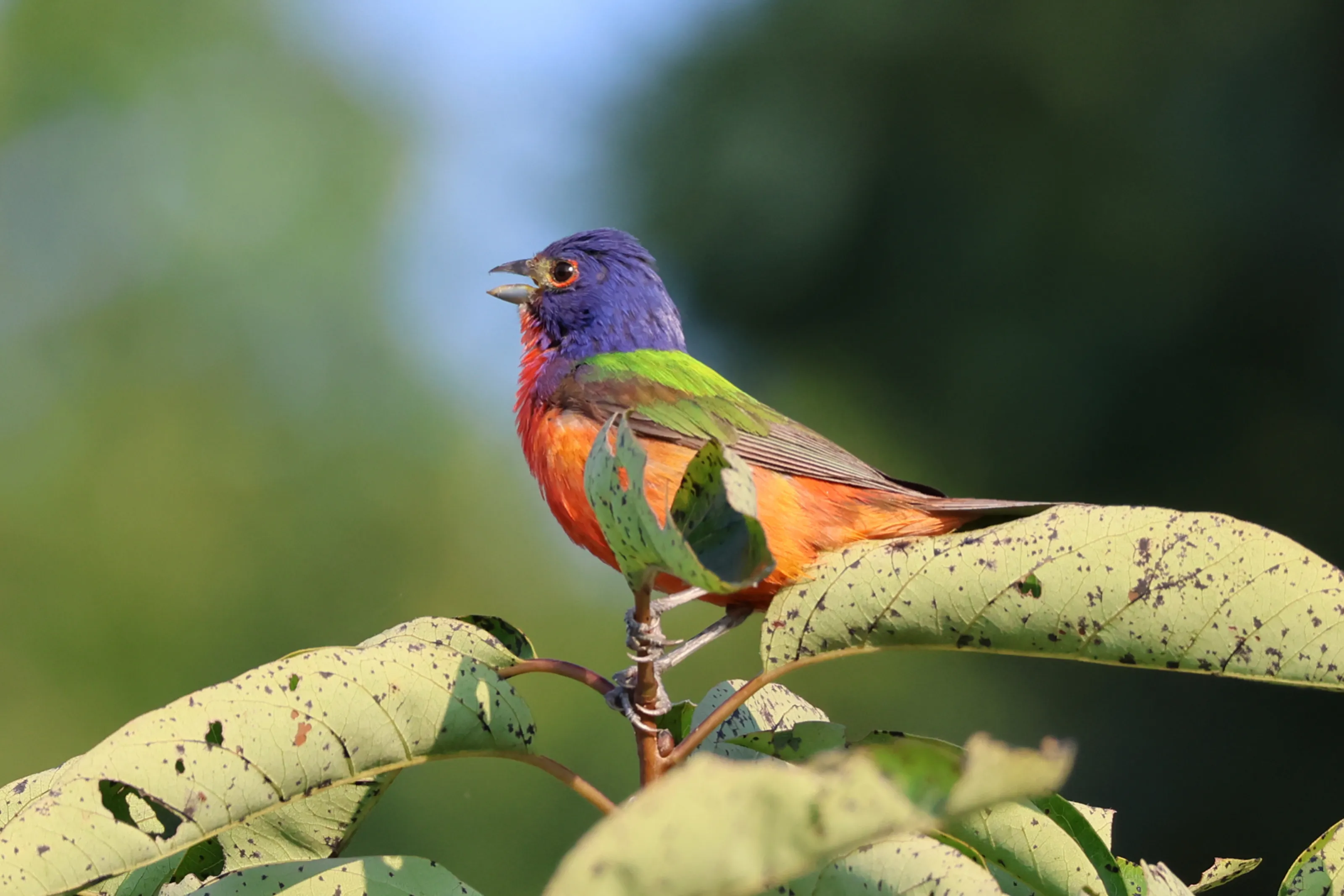 Painted Bunting Singing