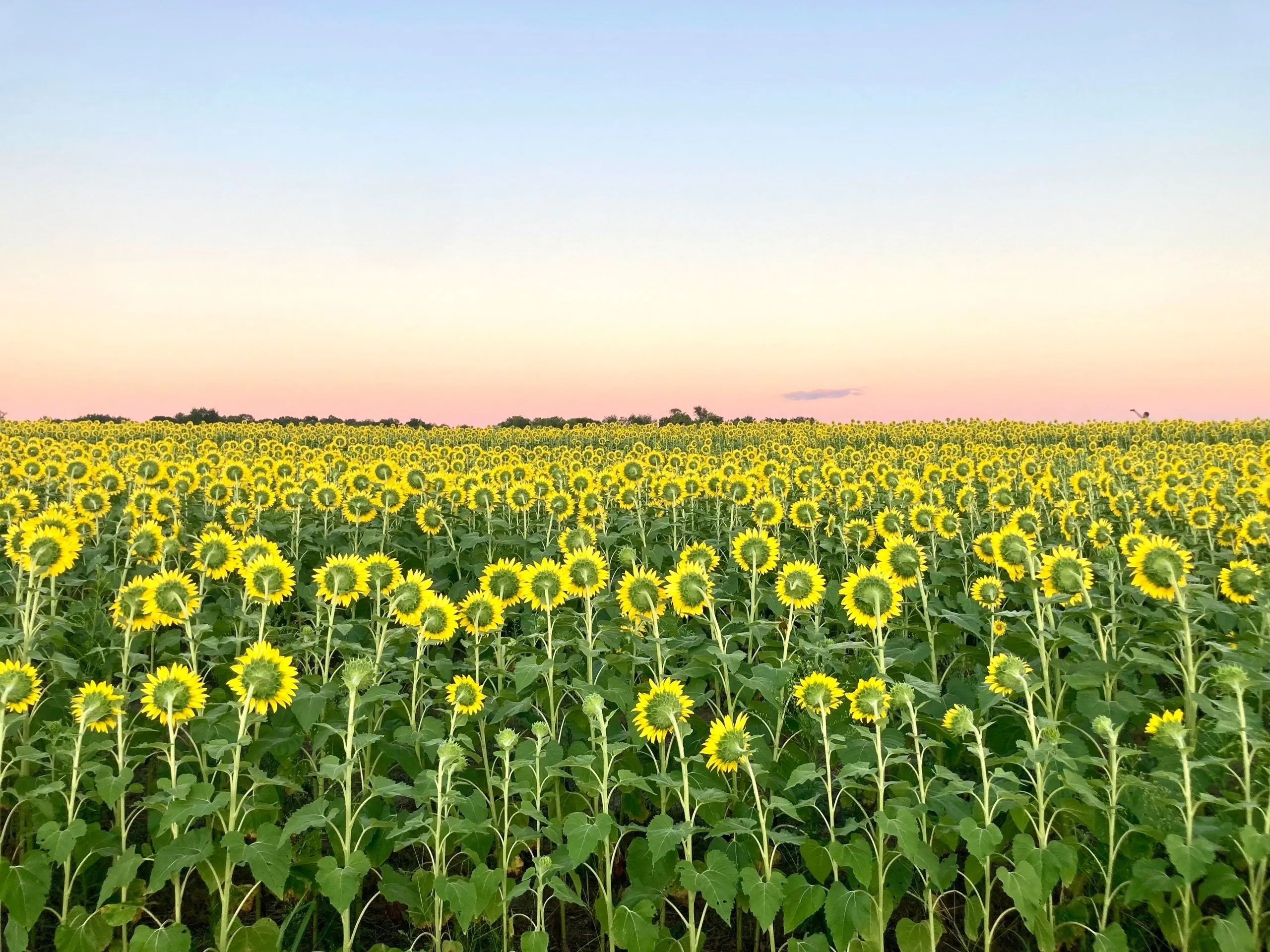 Sunset Flowers