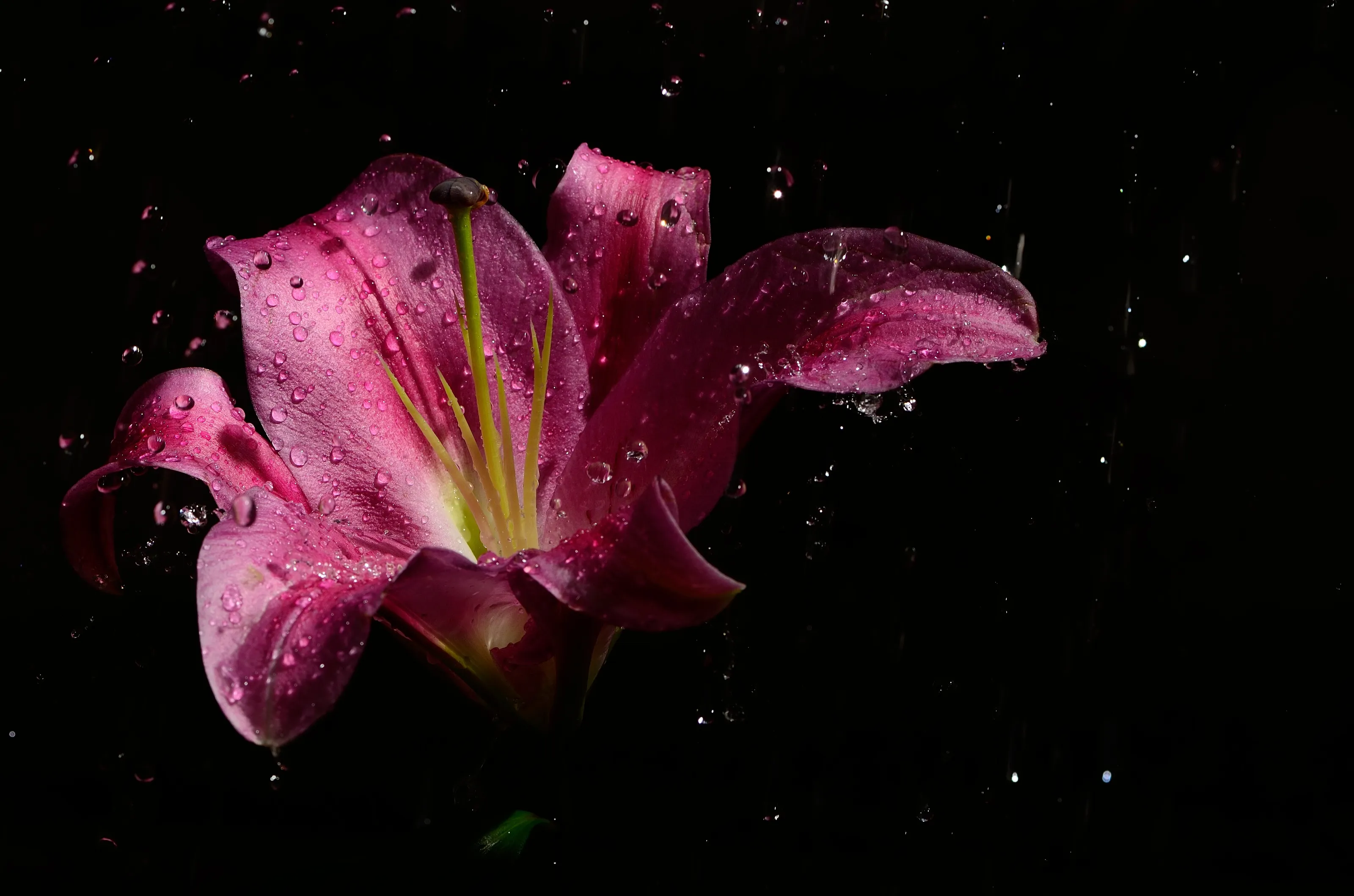pink lily