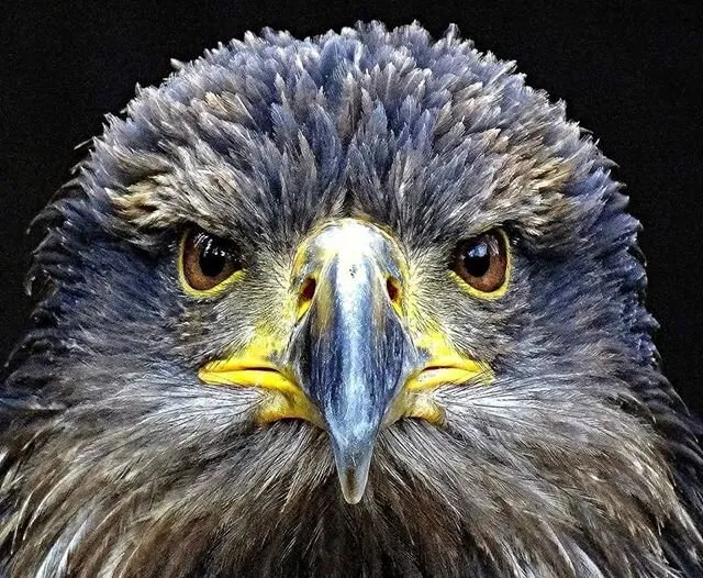 Eagle eyes