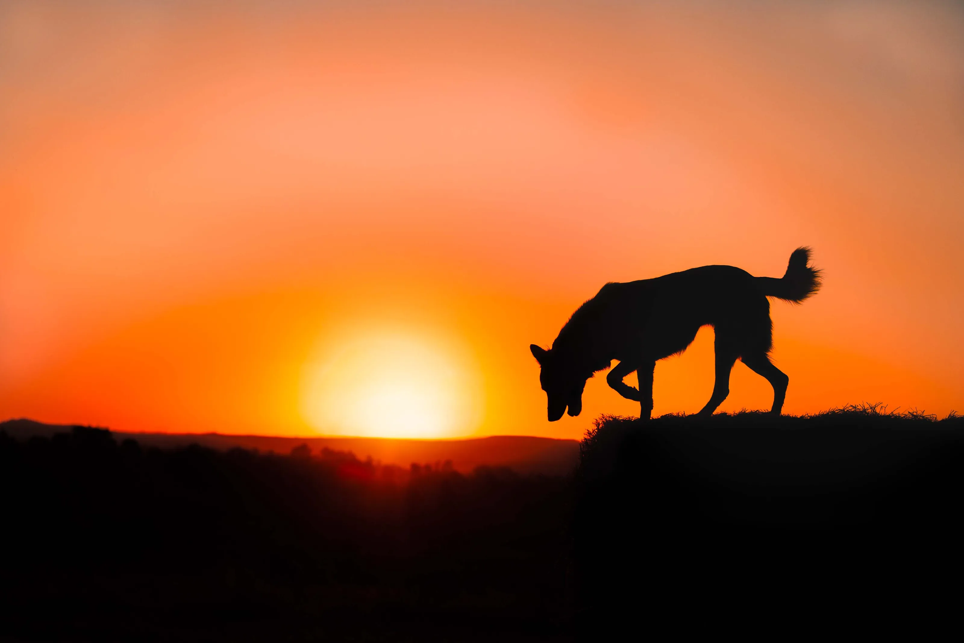 Silhouette