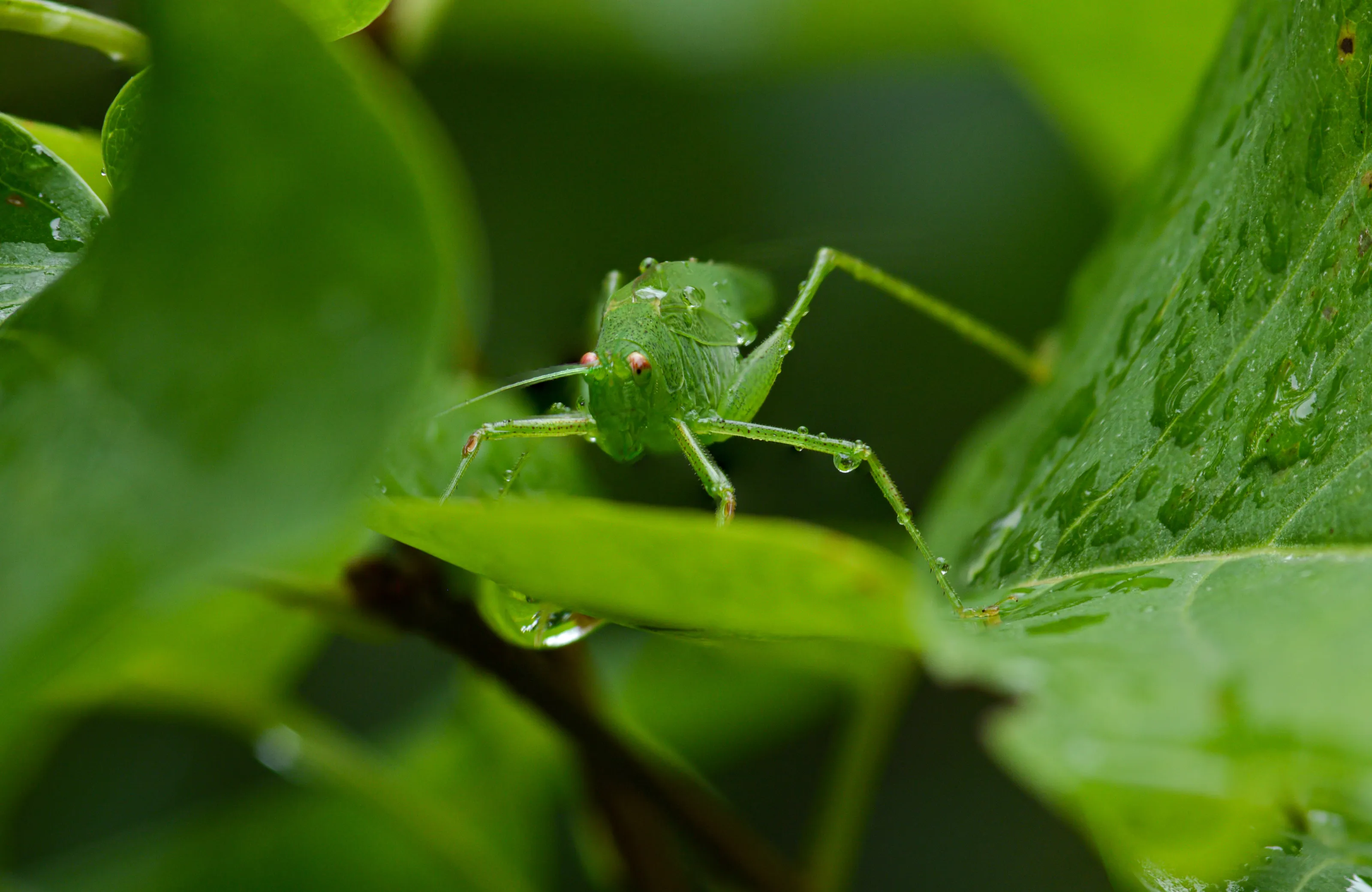 Green grasshopper