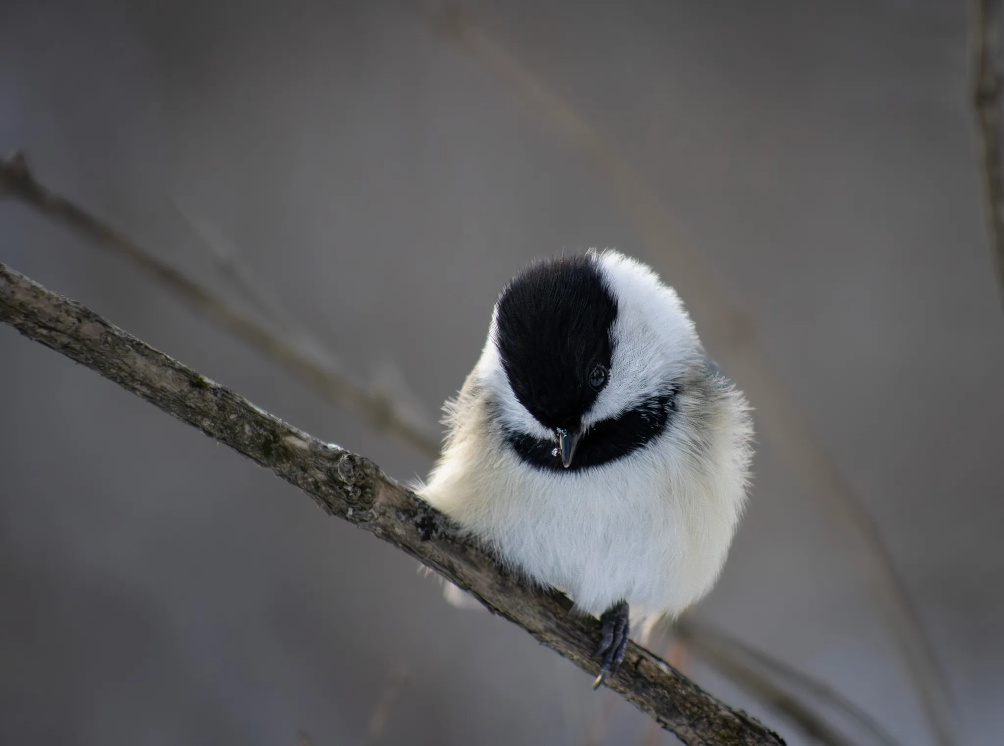 Black-Capped Chikadee cutie!