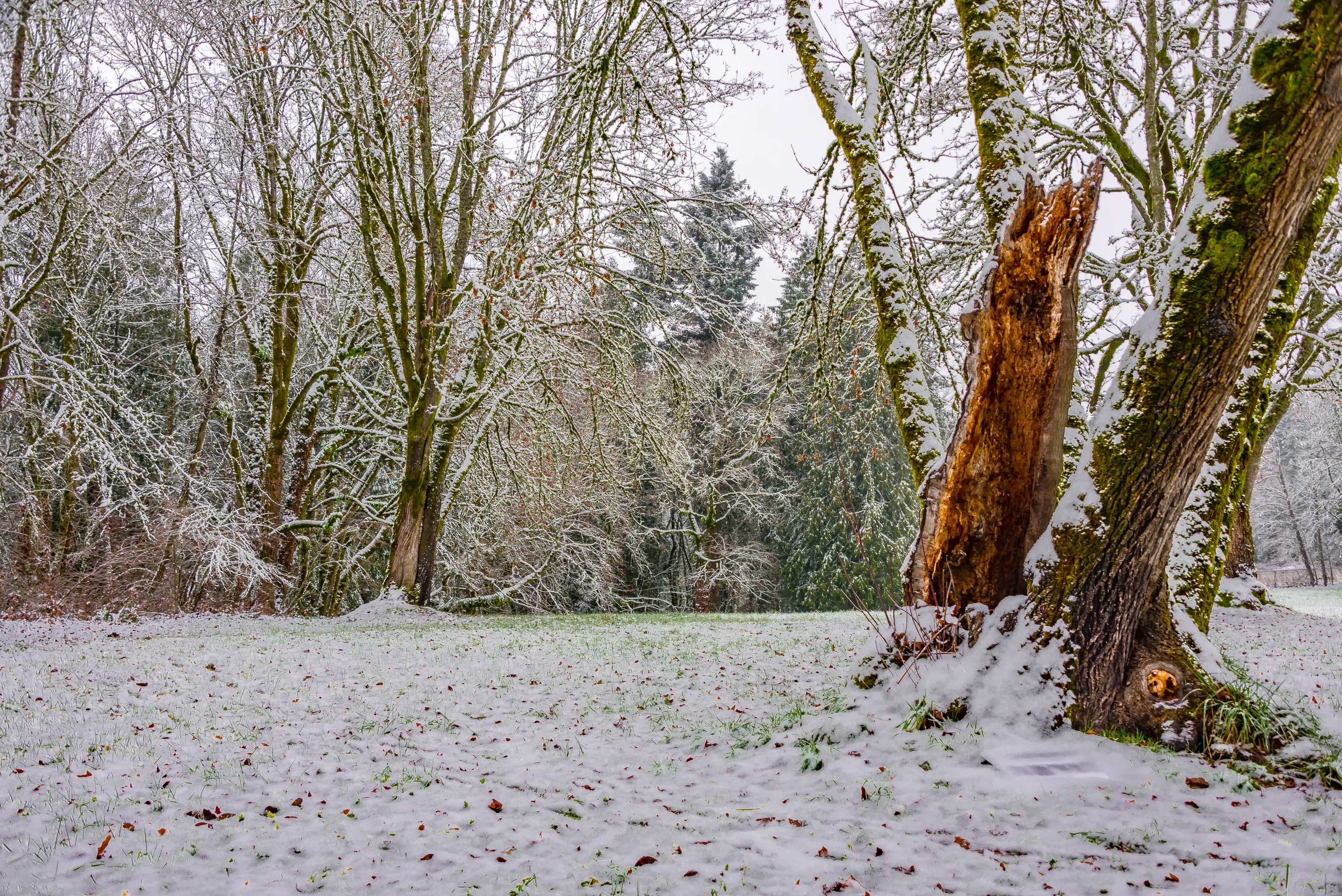Woods at the Bend in the Road, Washington