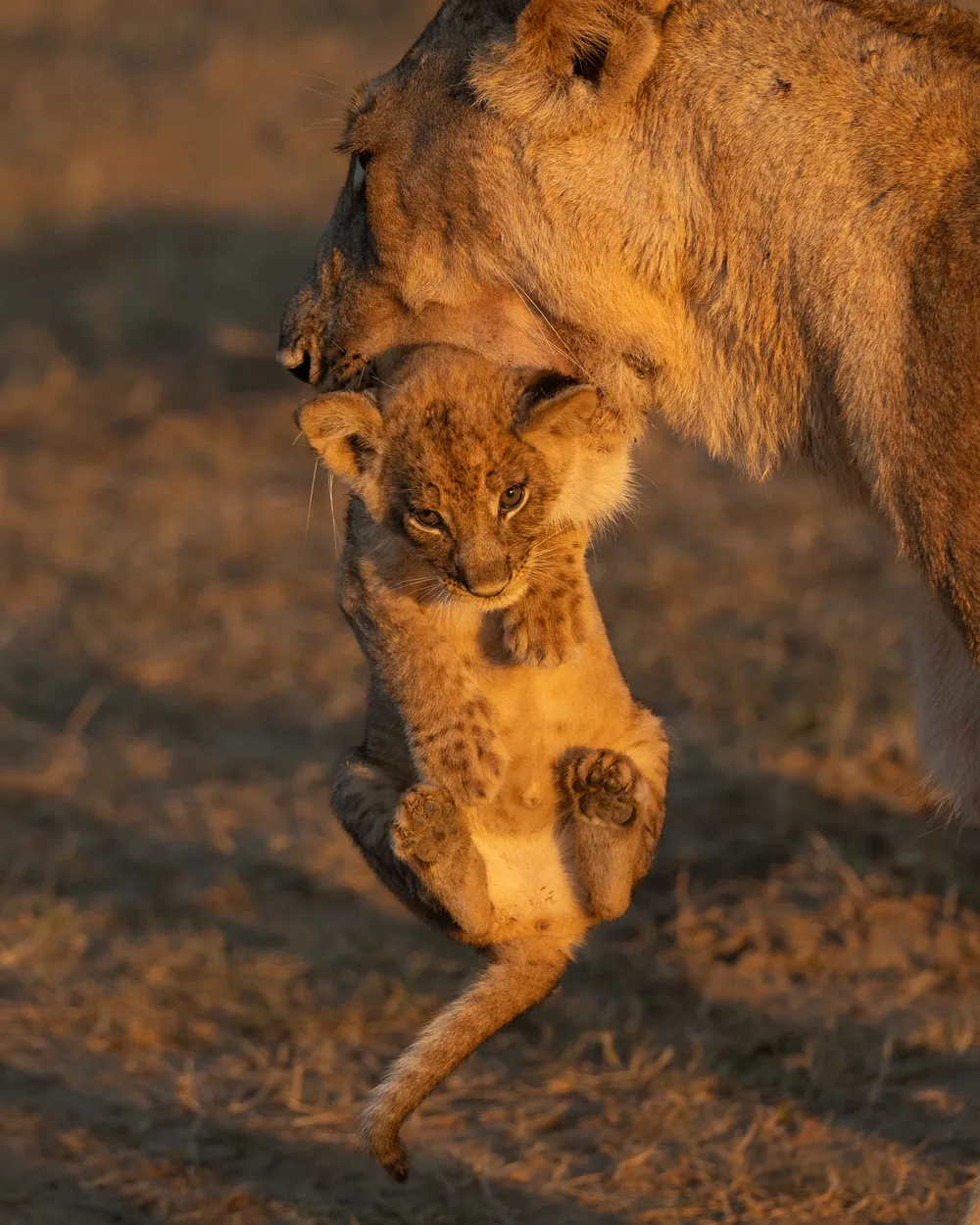 Entry 27456632