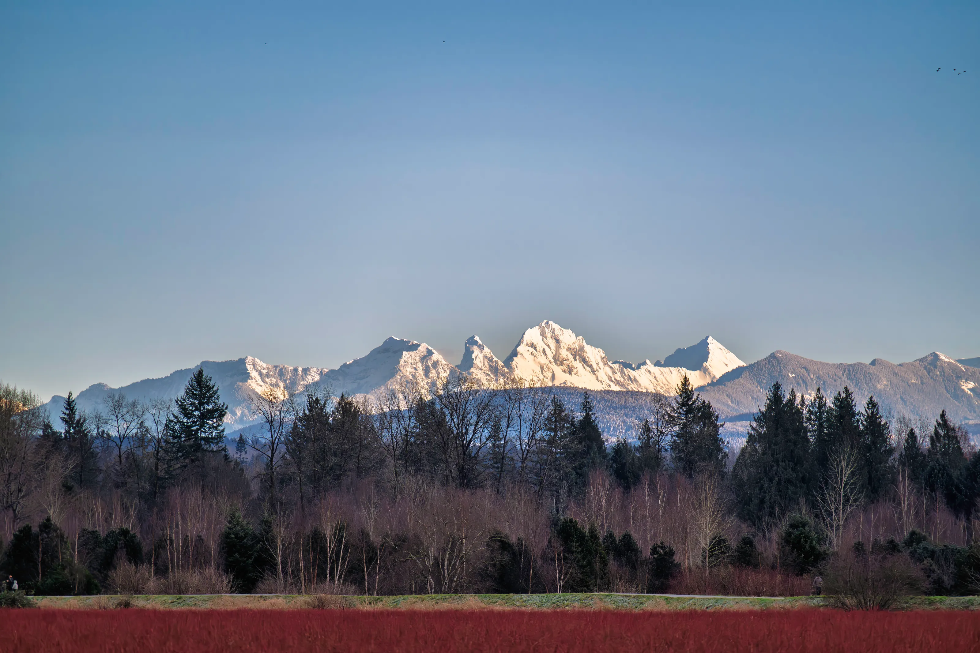 Blueberries farm and chain of pinnacles