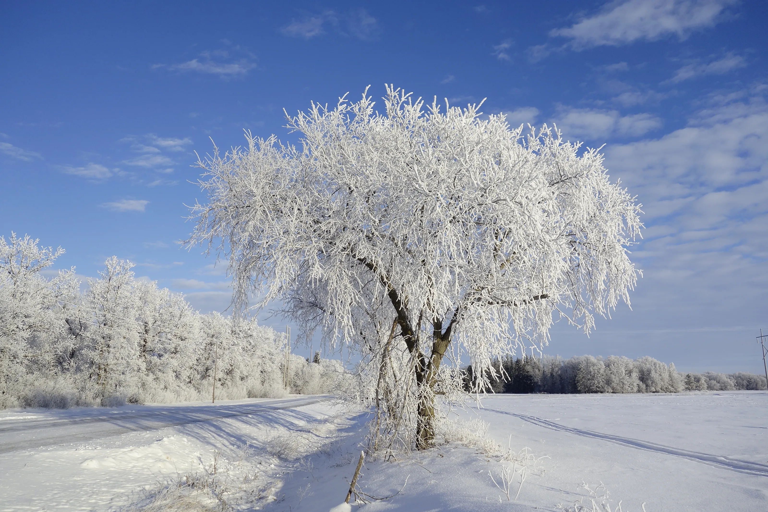 Winter wonderland