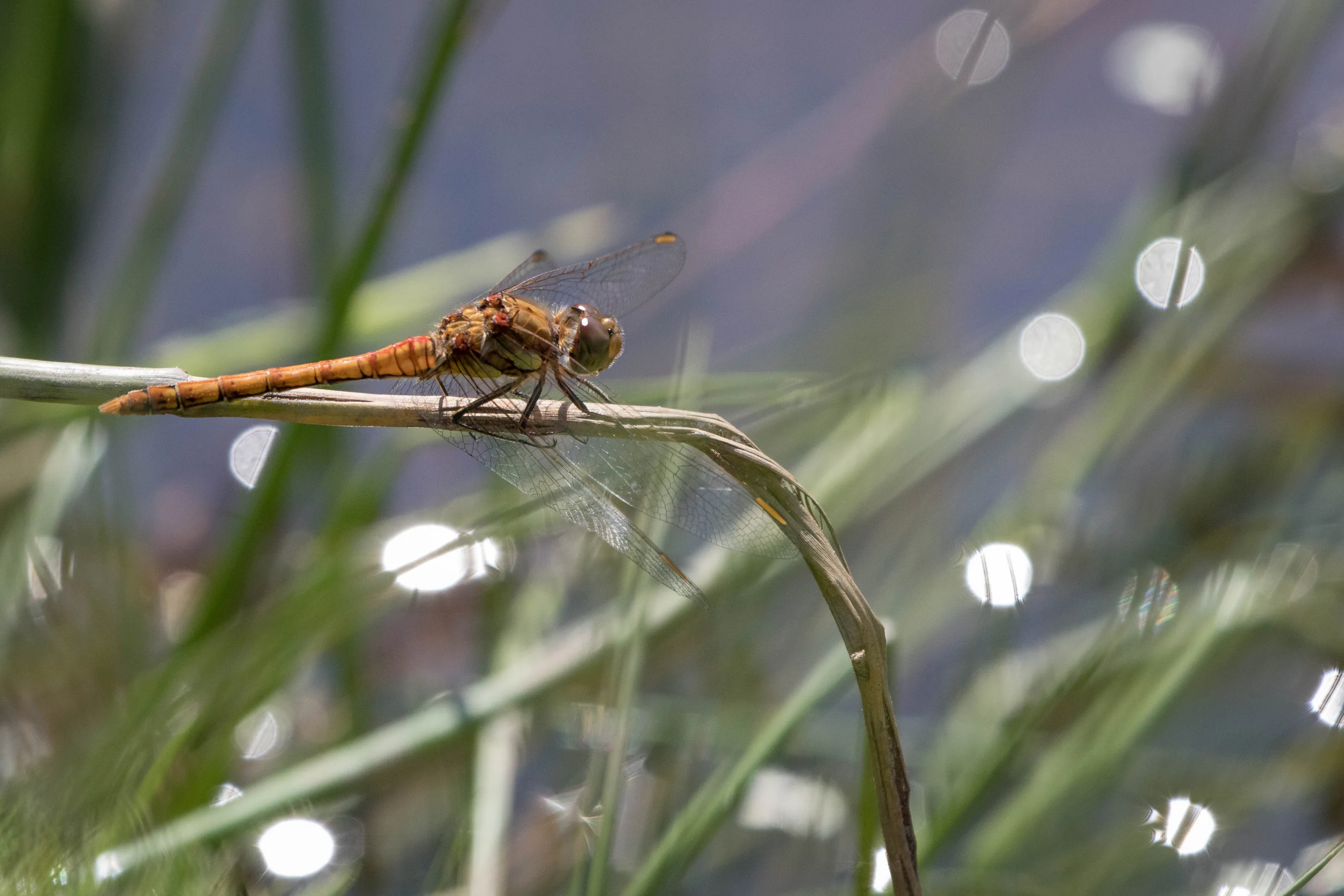Dragonfly: Darter