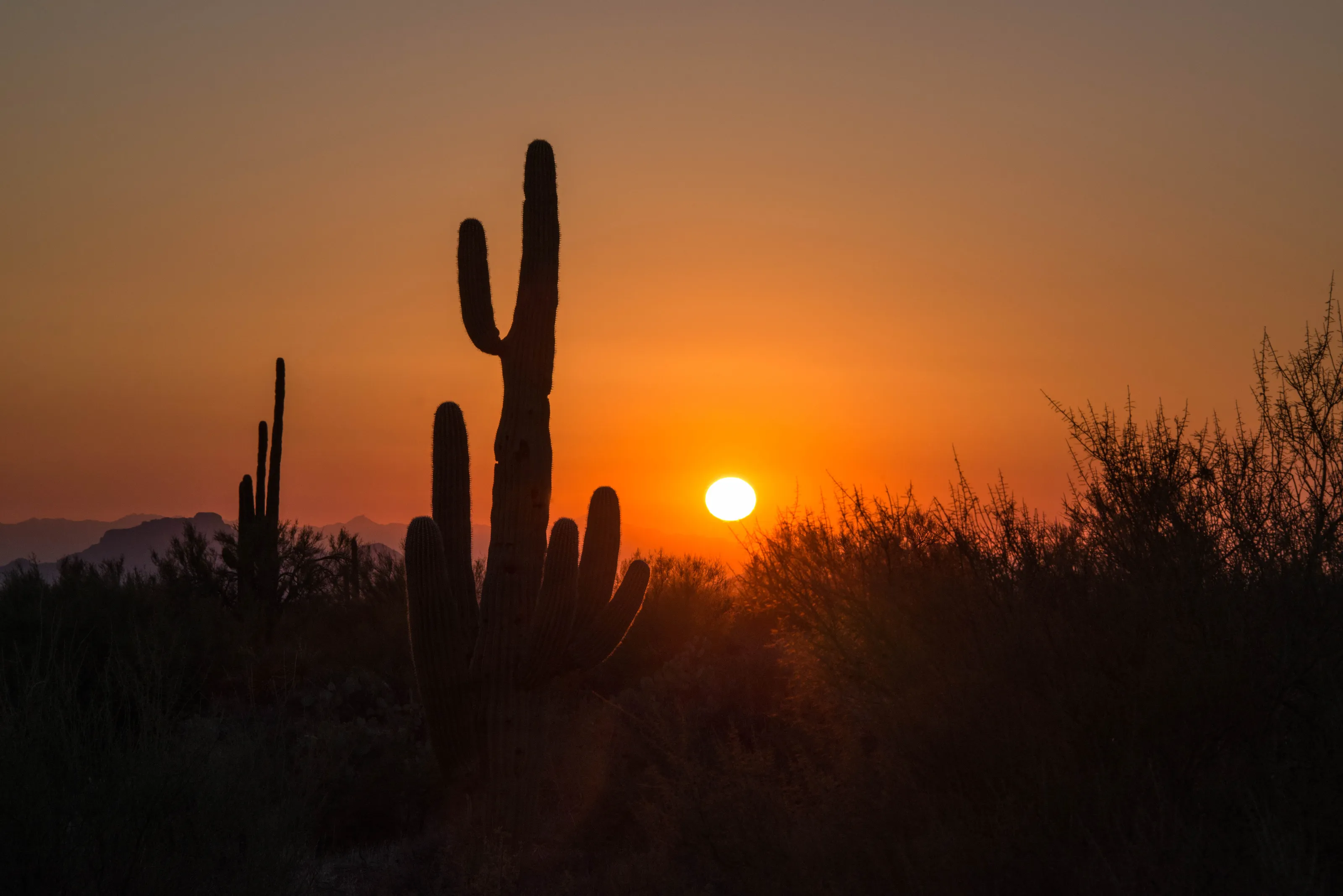 Saguaro cactus in Sonoran desert at sunset
