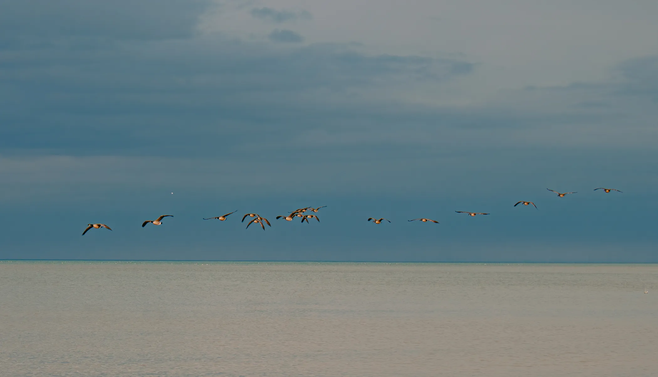 A group of Canada Geese over Lake Ontario