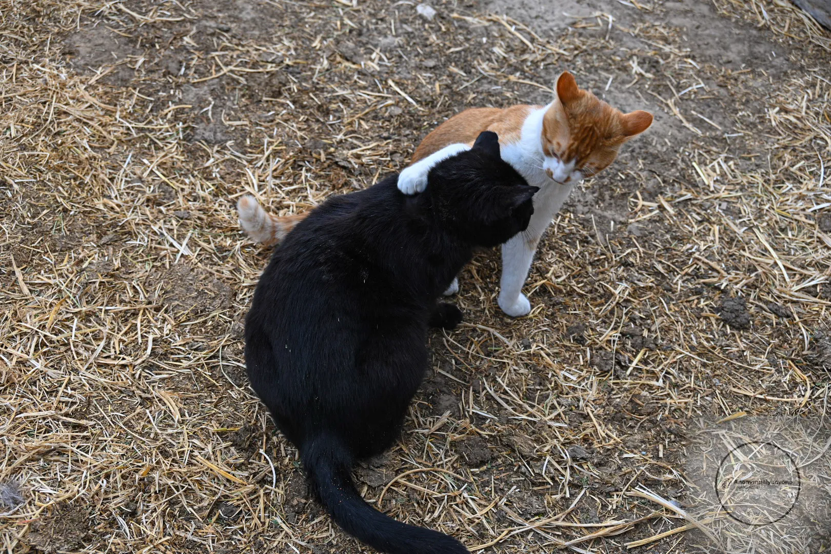 You got a friend in me