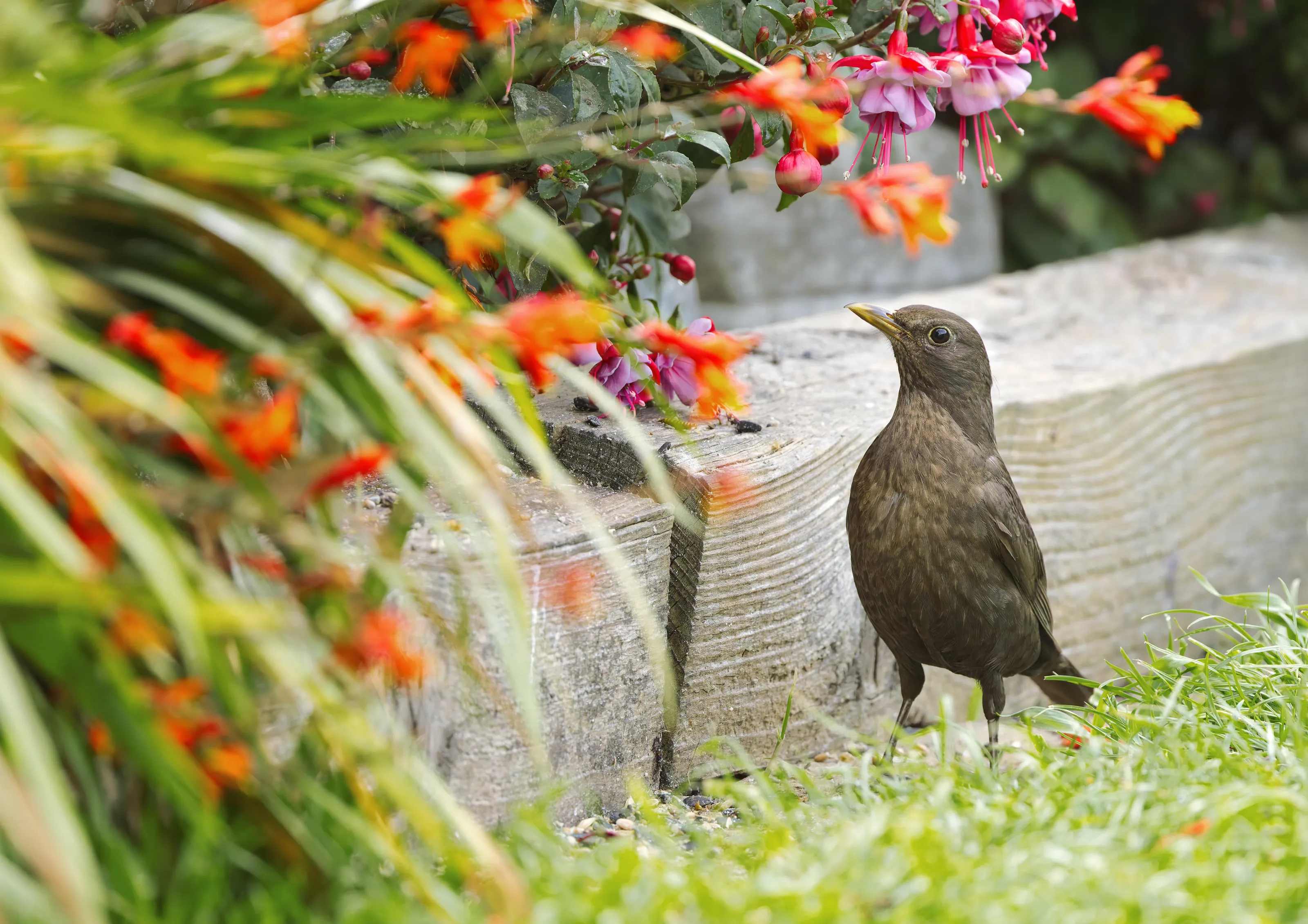 Wild Birds along with Brightly Coloured Flowers