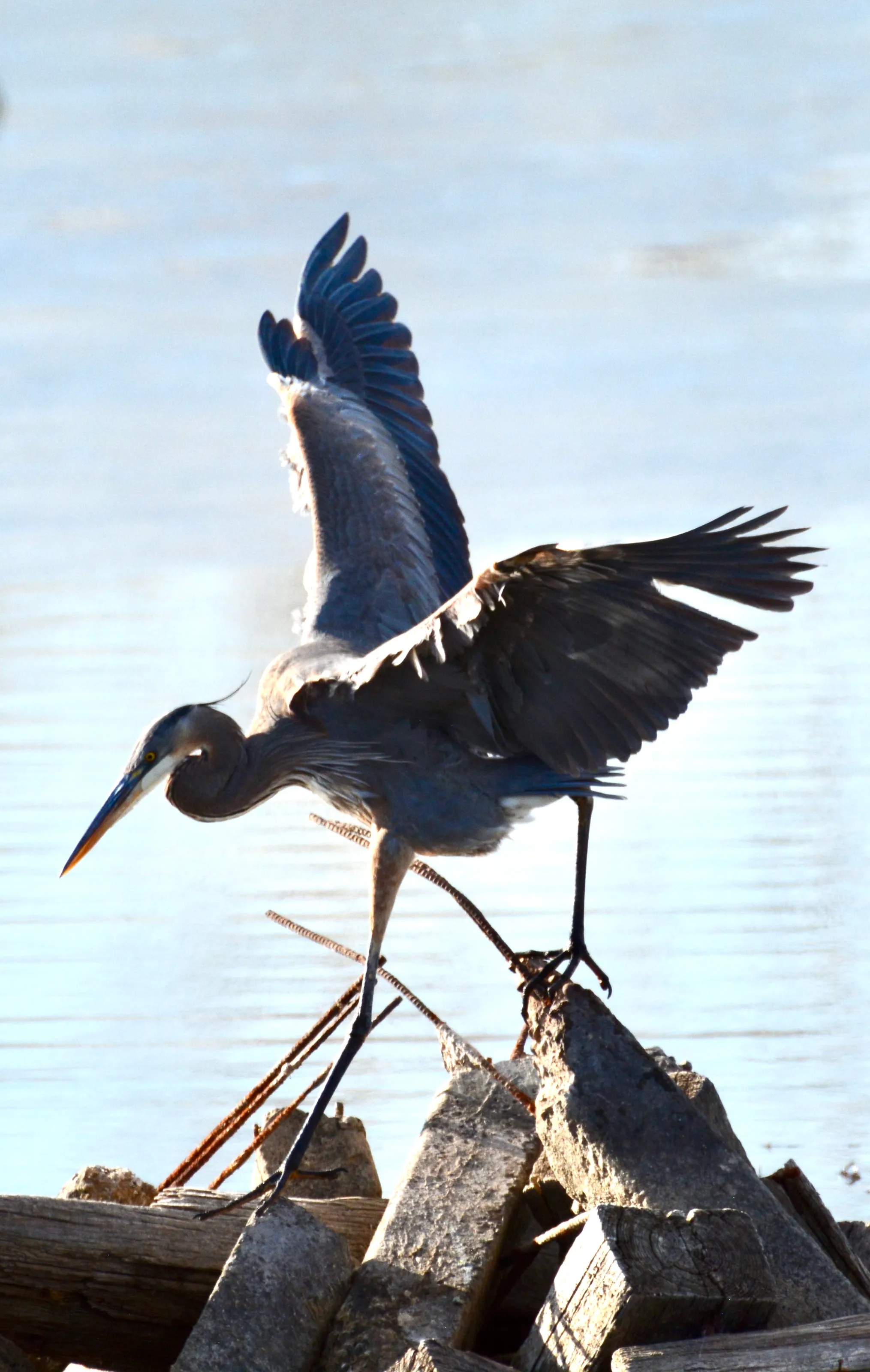 Great Blue Heron at Walden Ponds