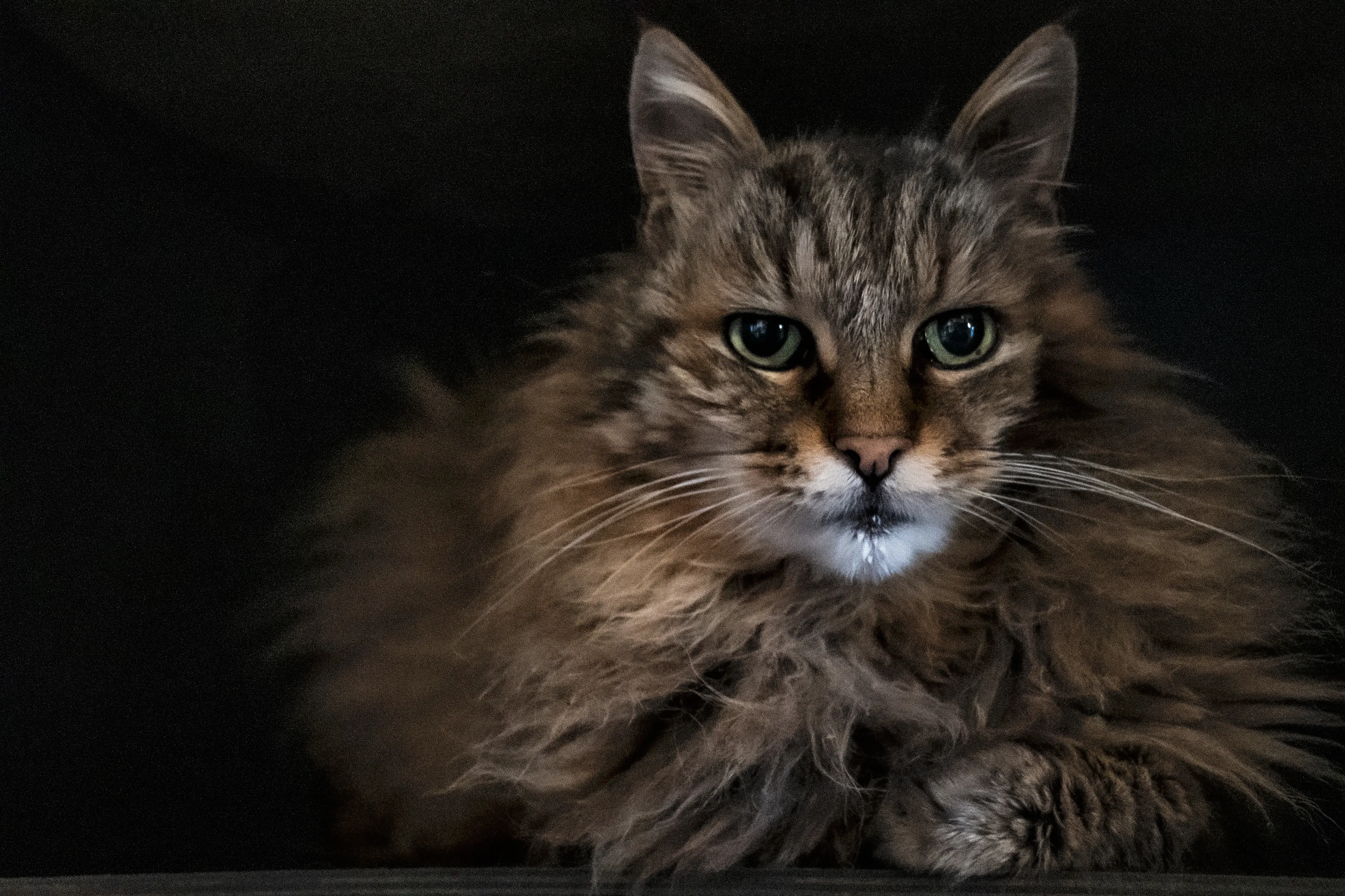 Chat
